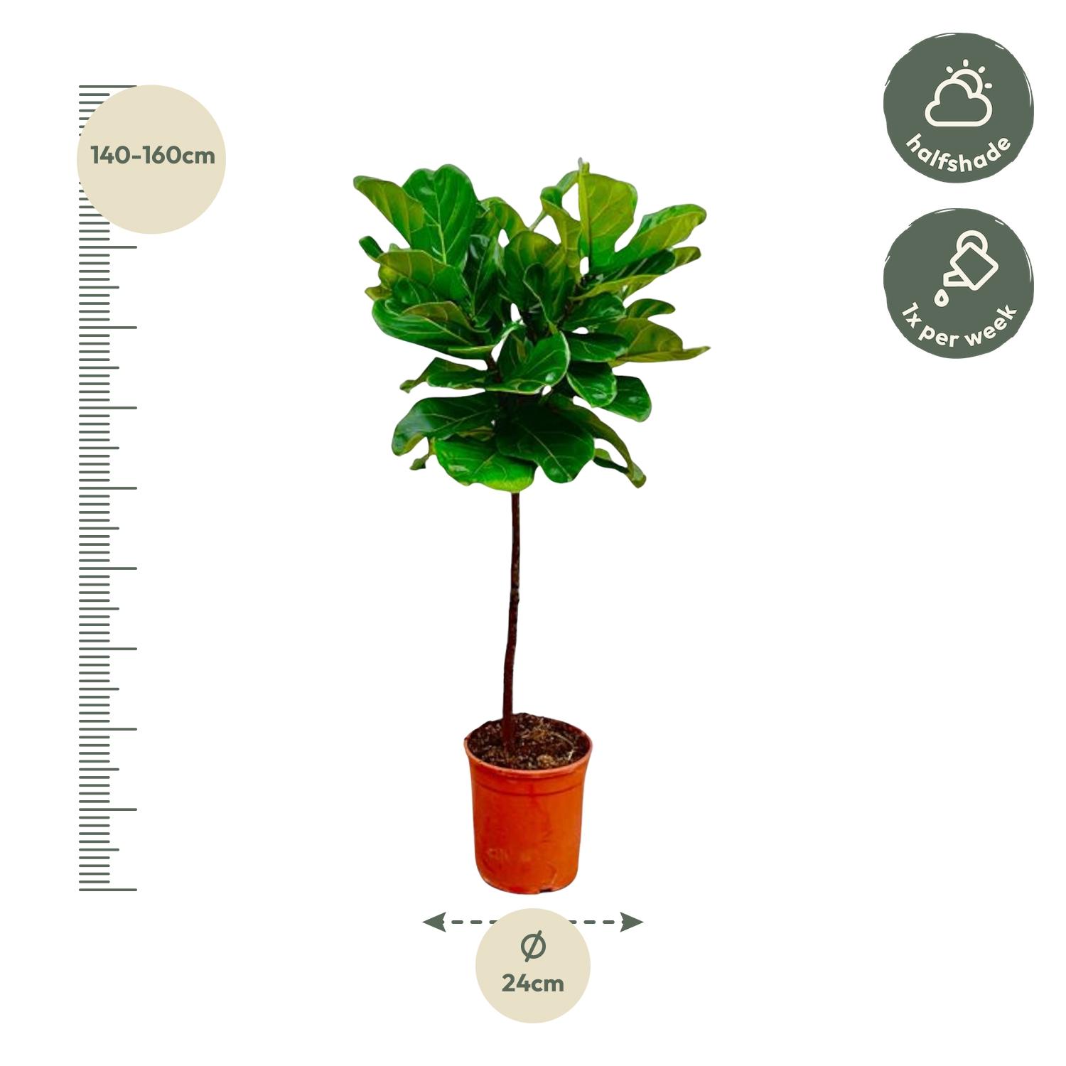 Ficus Lyrata stam - 140 cm - ø24 (8721055691846)