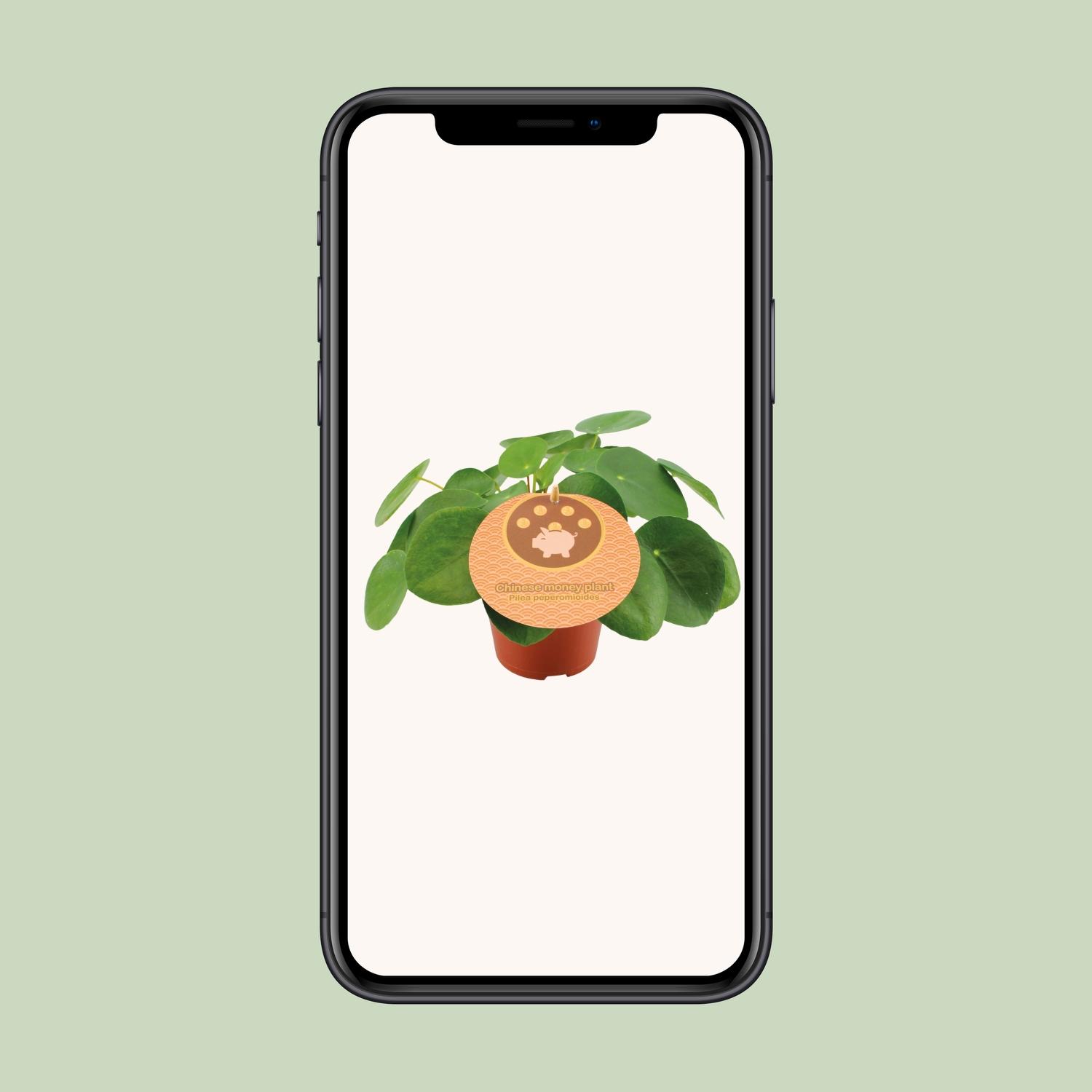 Pilea Peperomioides (13044)