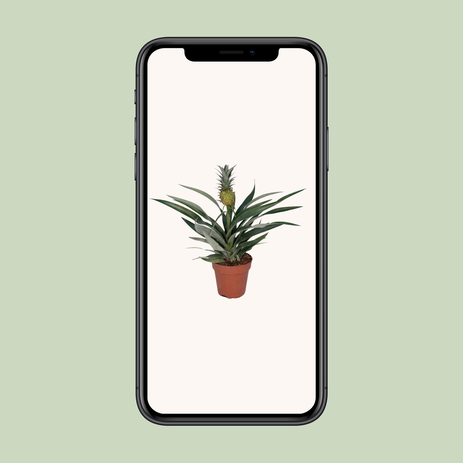 Bromelia Ananas (8720634285766)