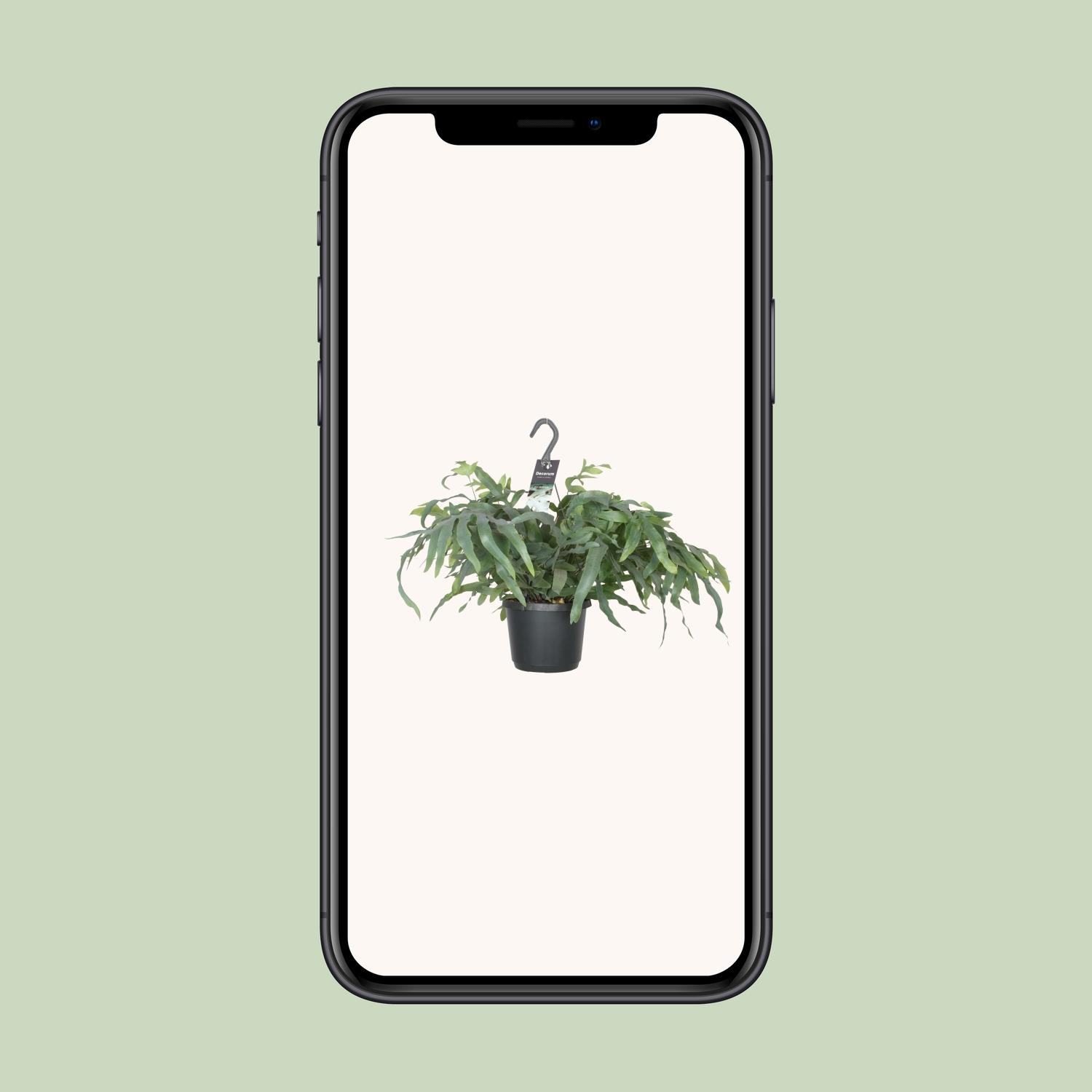 Phlebodium Aureum Blue Star (8720634285018)