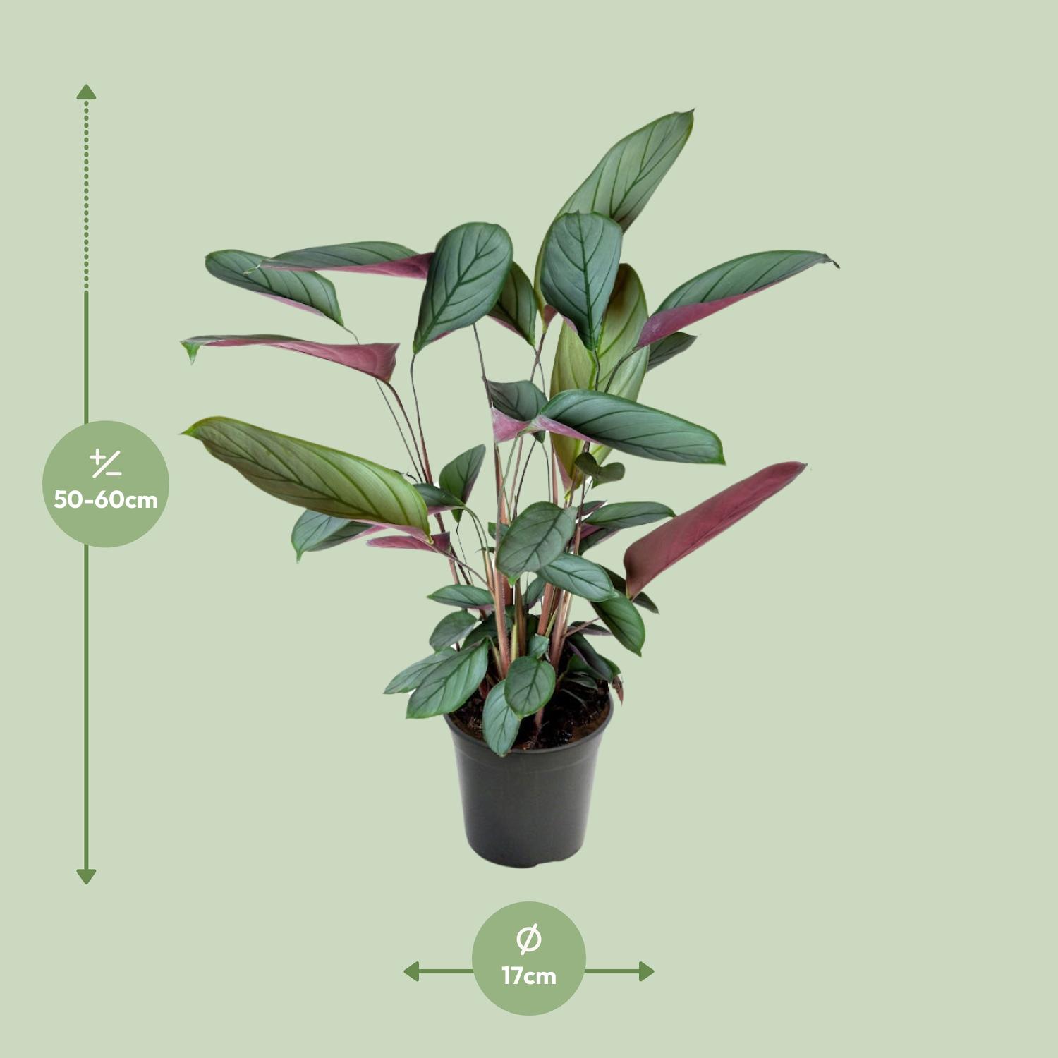Ctenanthe Setosa (23003)