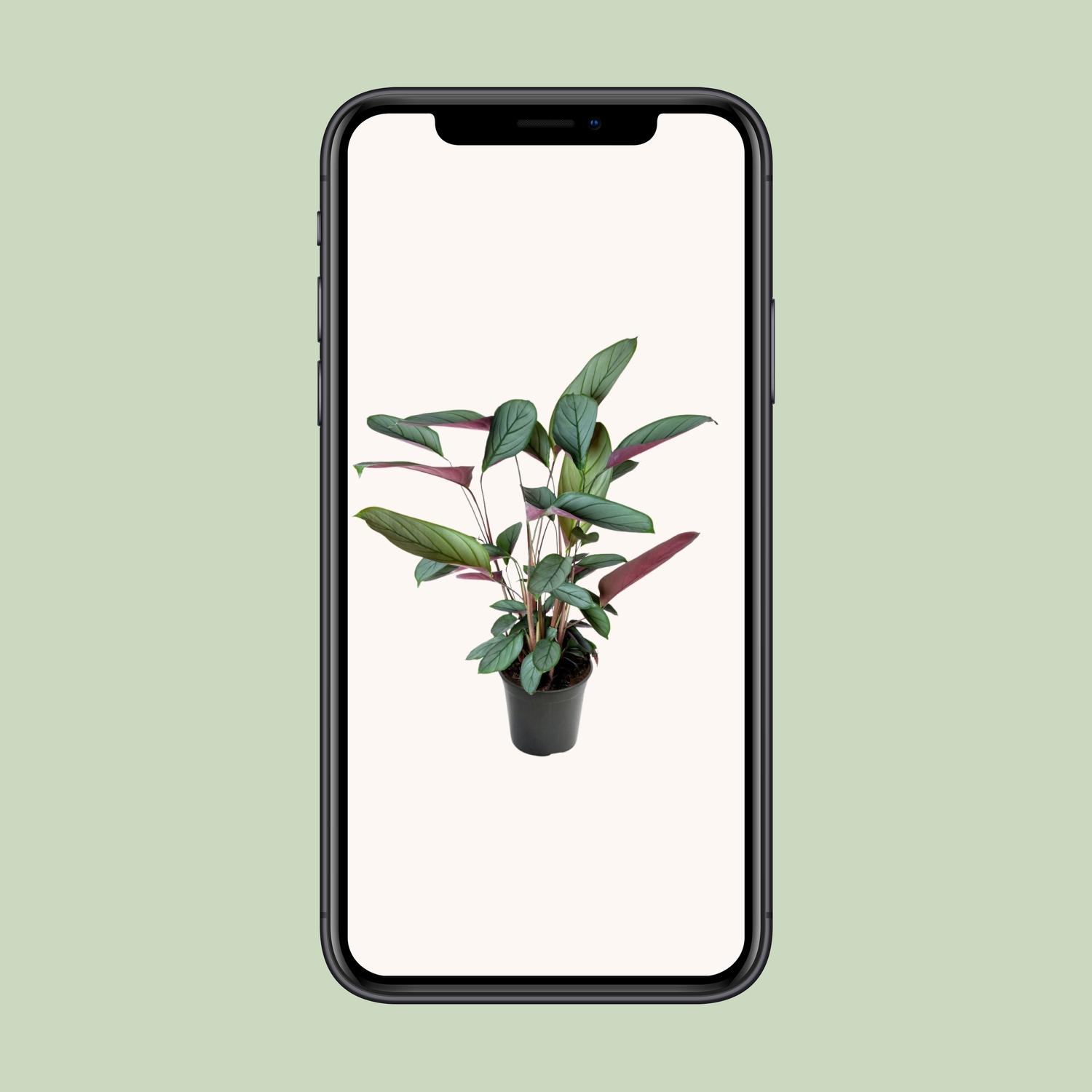 Ctenanthe Setosa (23003)