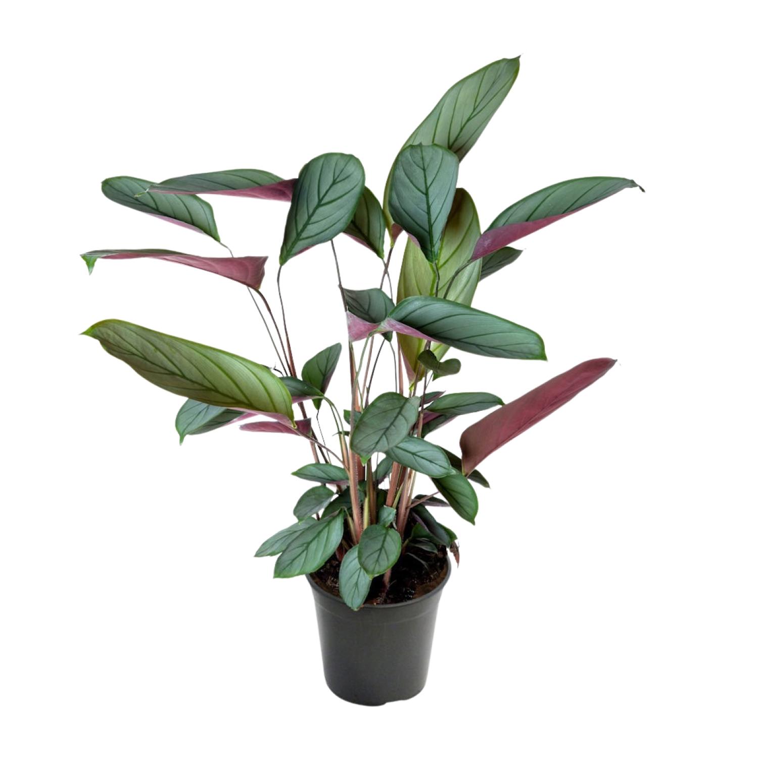 Ctenanthe Setosa (23003)