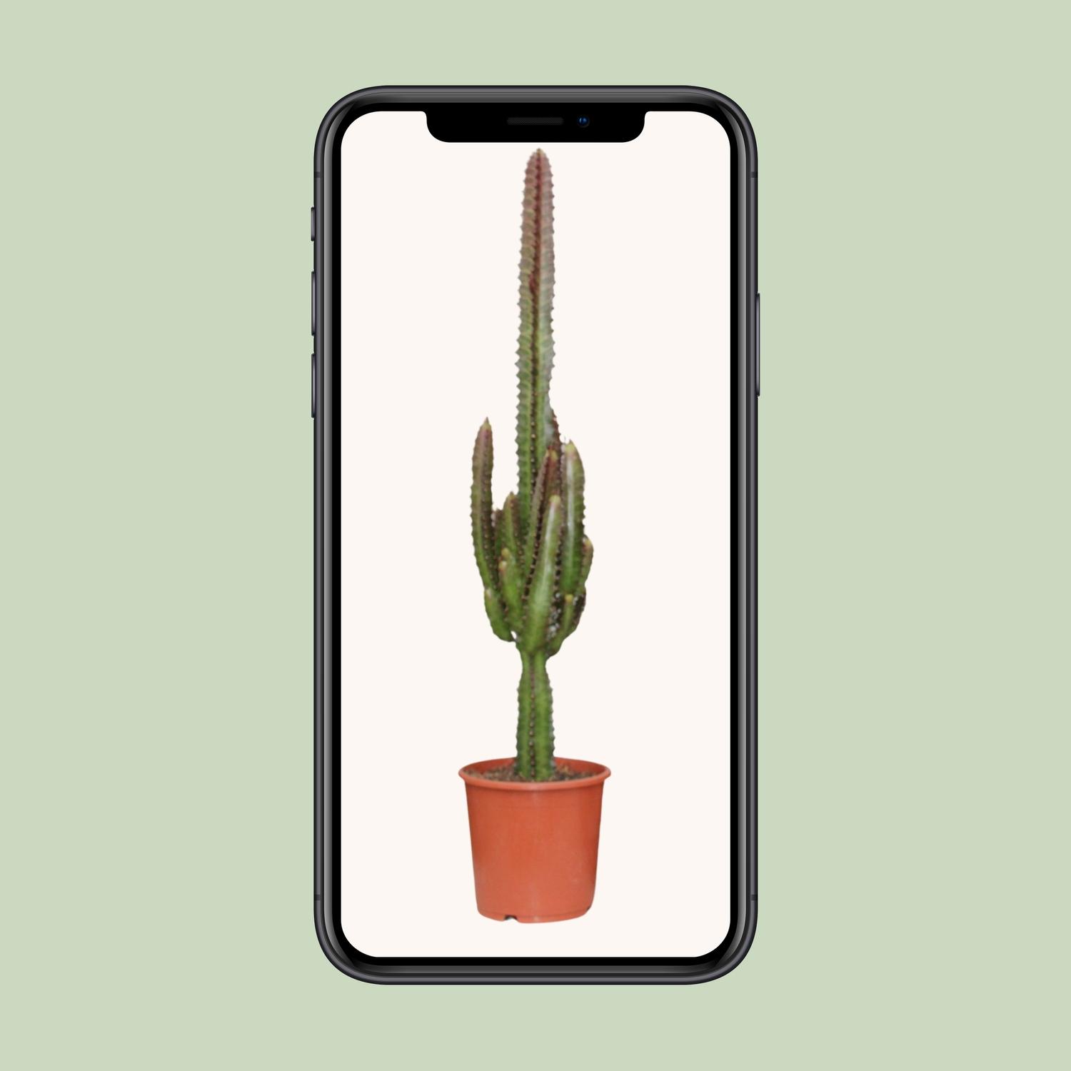 Euphorbia Trigona Rubra (21220)
