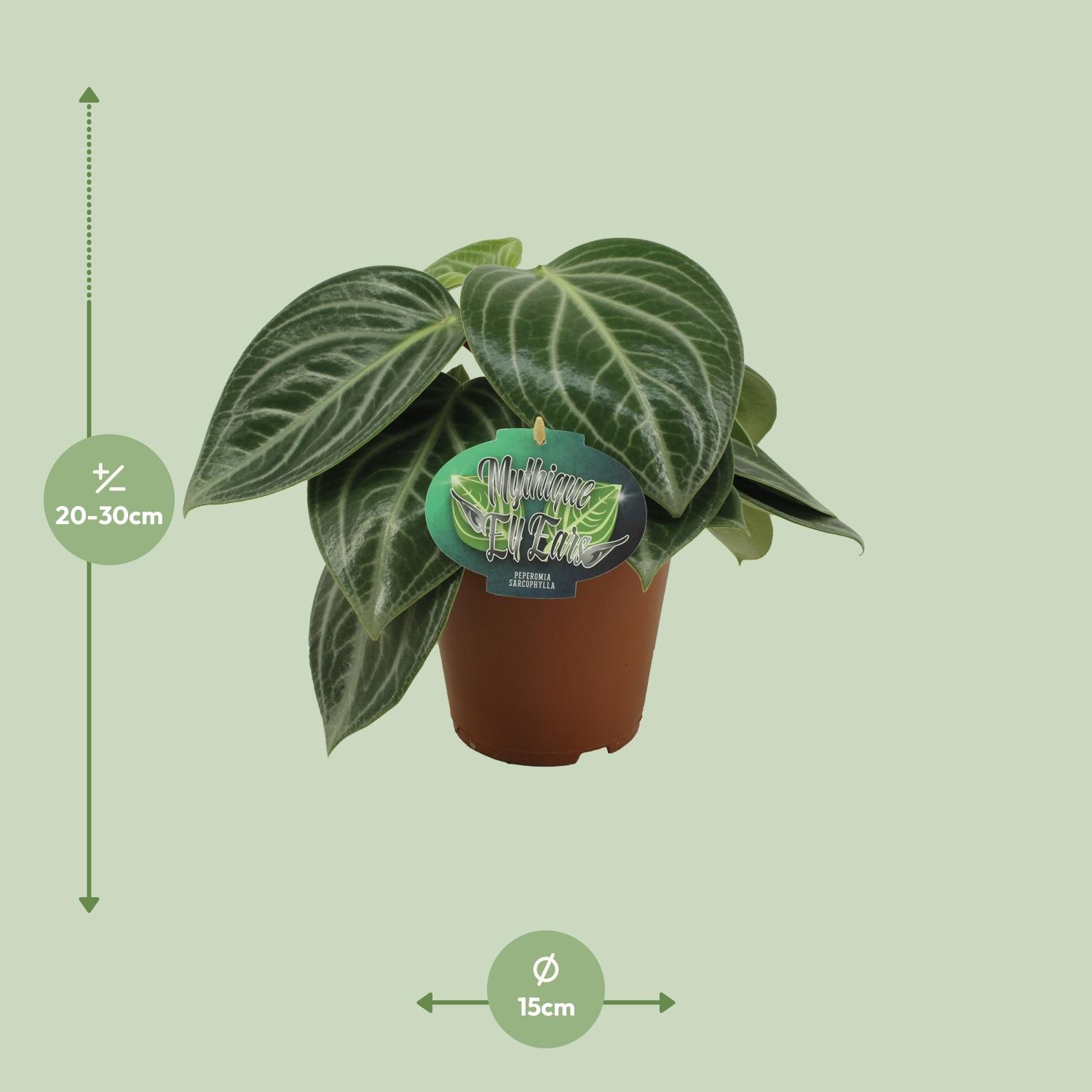 Peperomia Sarcophylla (13008)