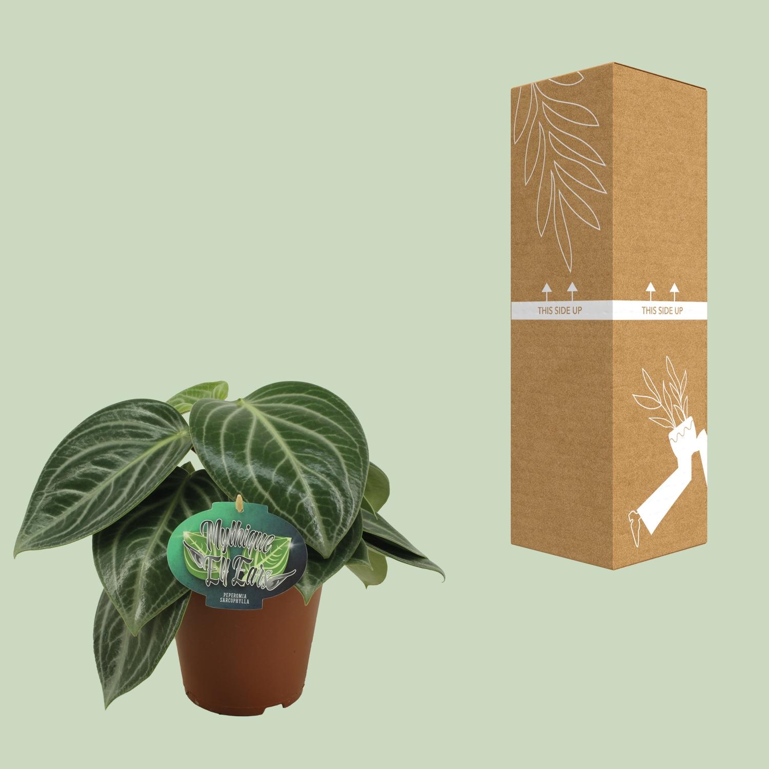 Peperomia Sarcophylla (13008)