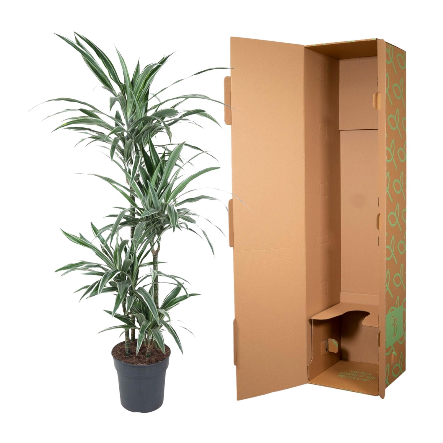 Dracaena Warneckei - 145 cm - ø30 (8721055692744)