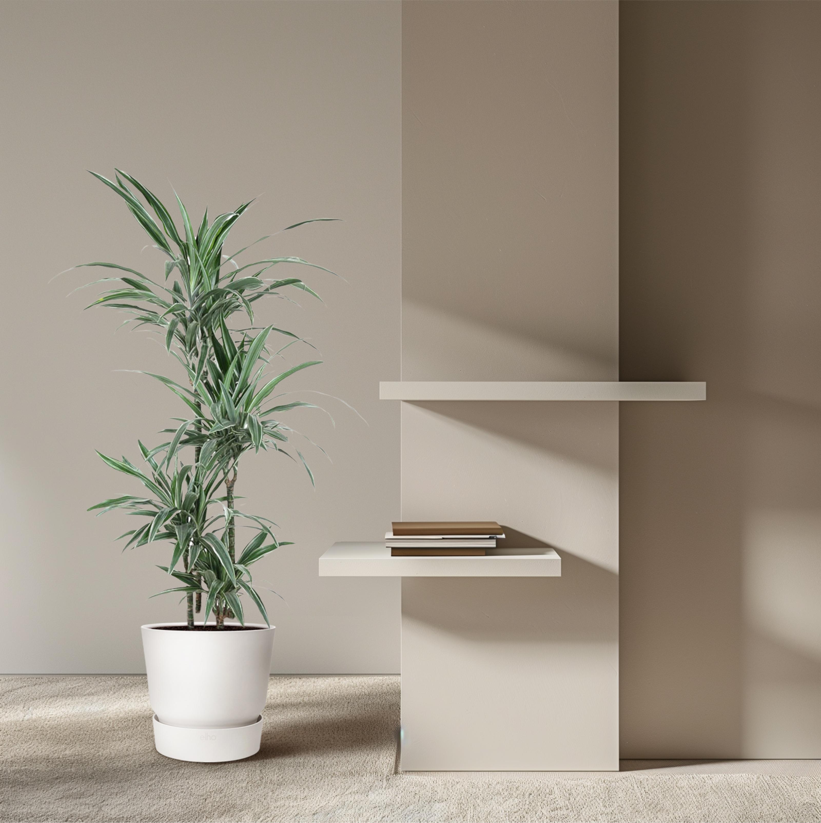 Dracaena Warneckei - 145 cm - ø30 (8721055692744)