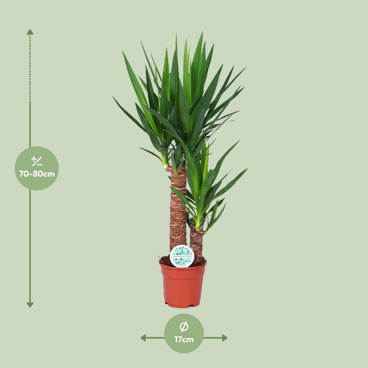Yucca (15803)