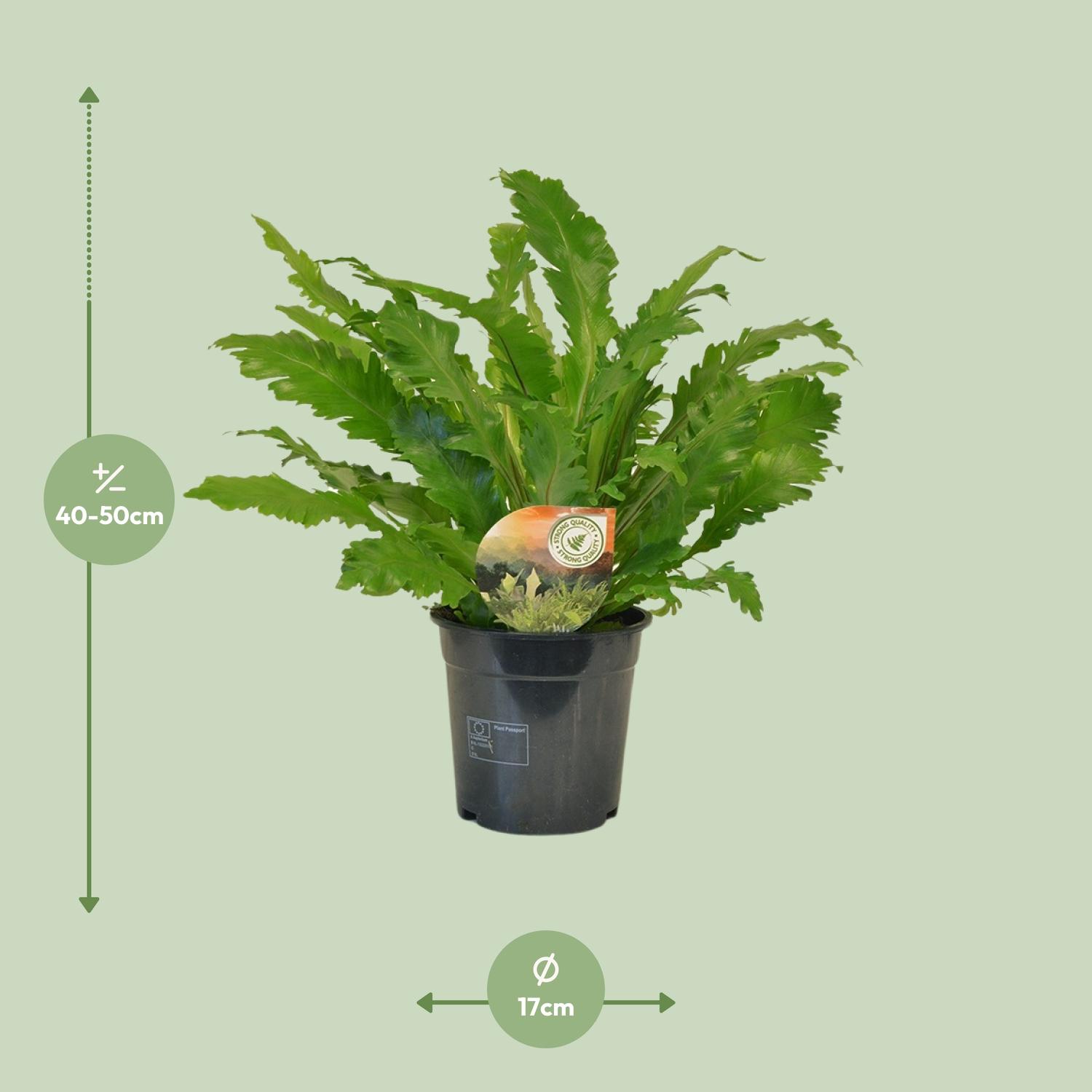 Asplenium Campio (10827)