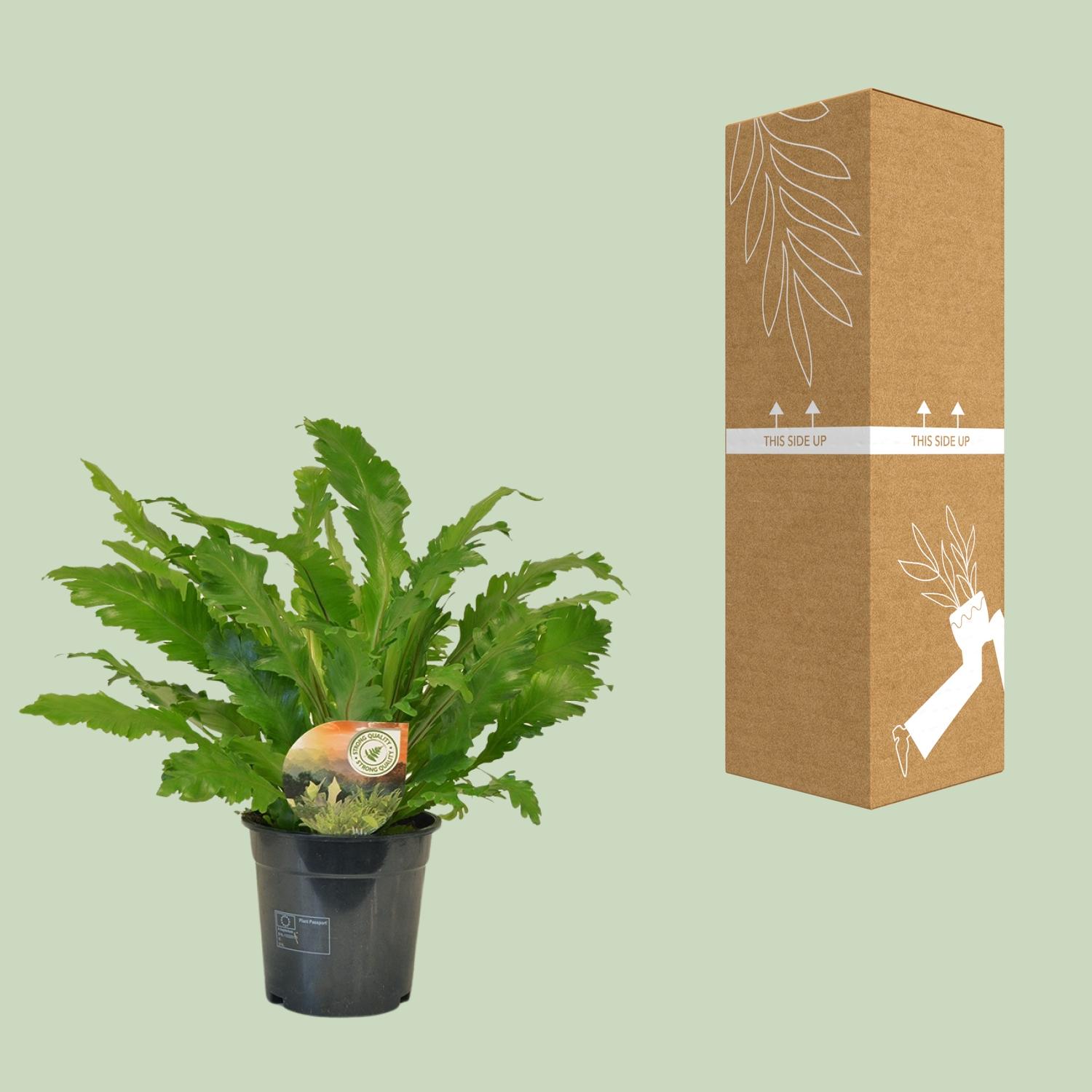 Asplenium Campio (10827)