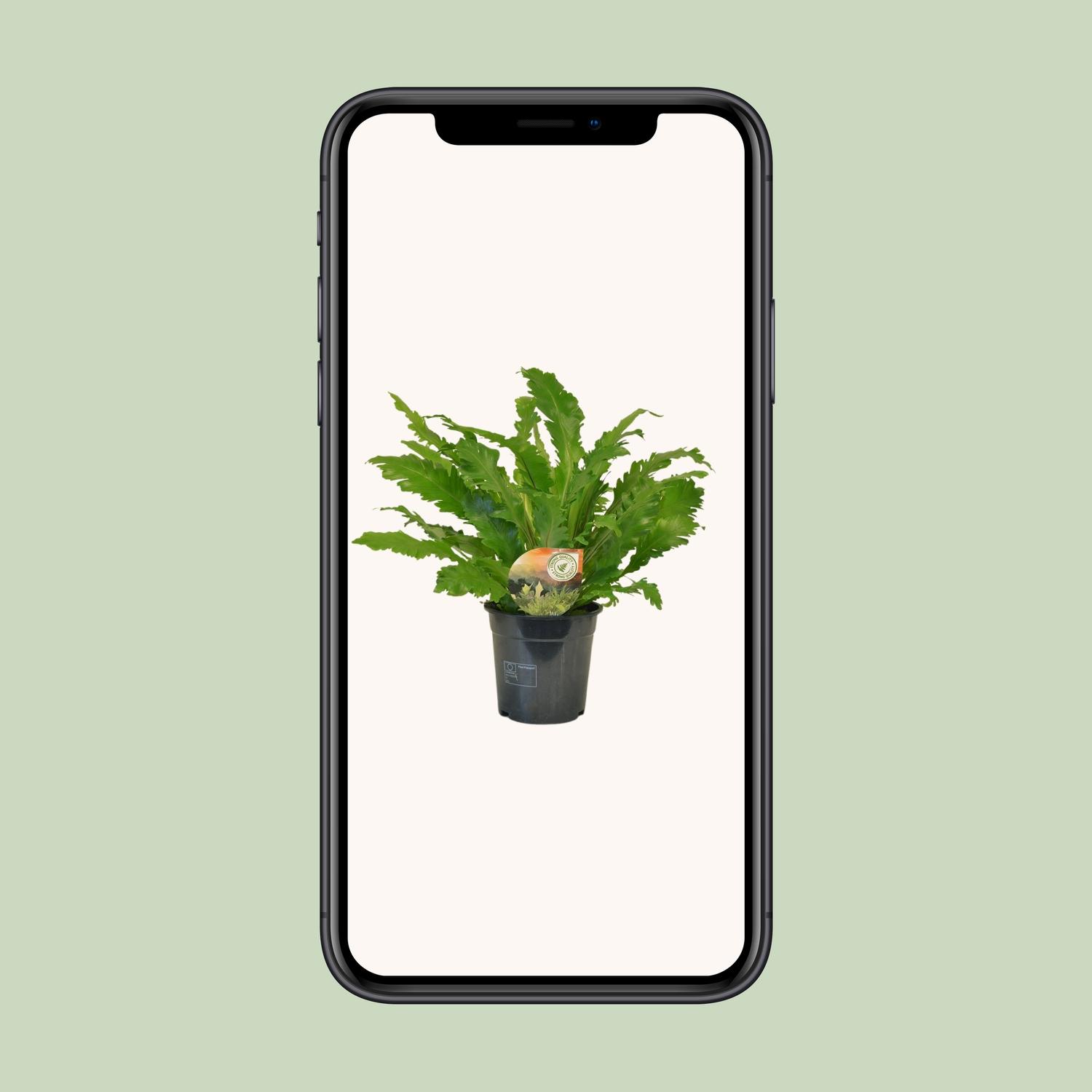 Asplenium Campio (10827)