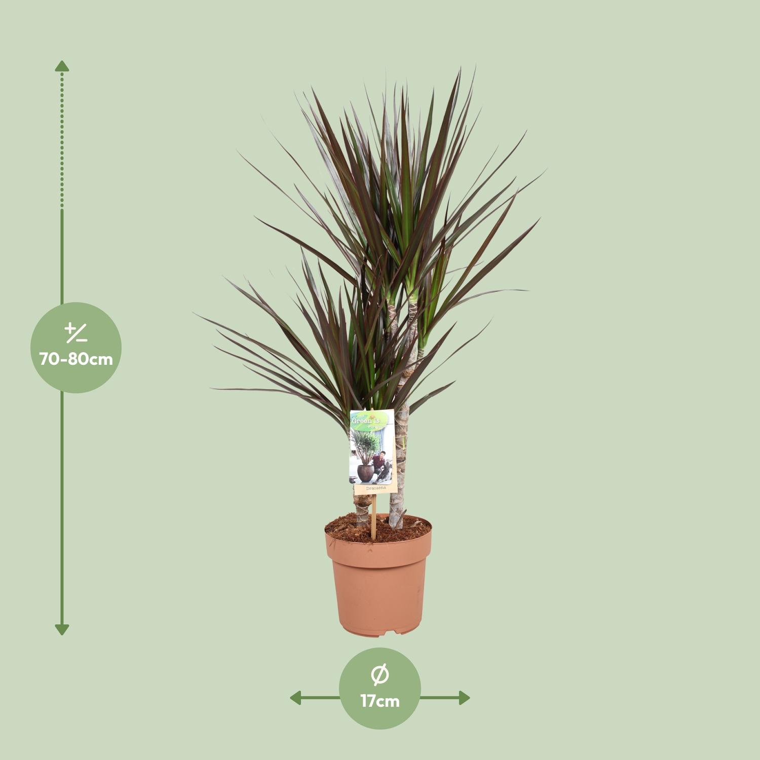 Dracaena Magenta (10766)