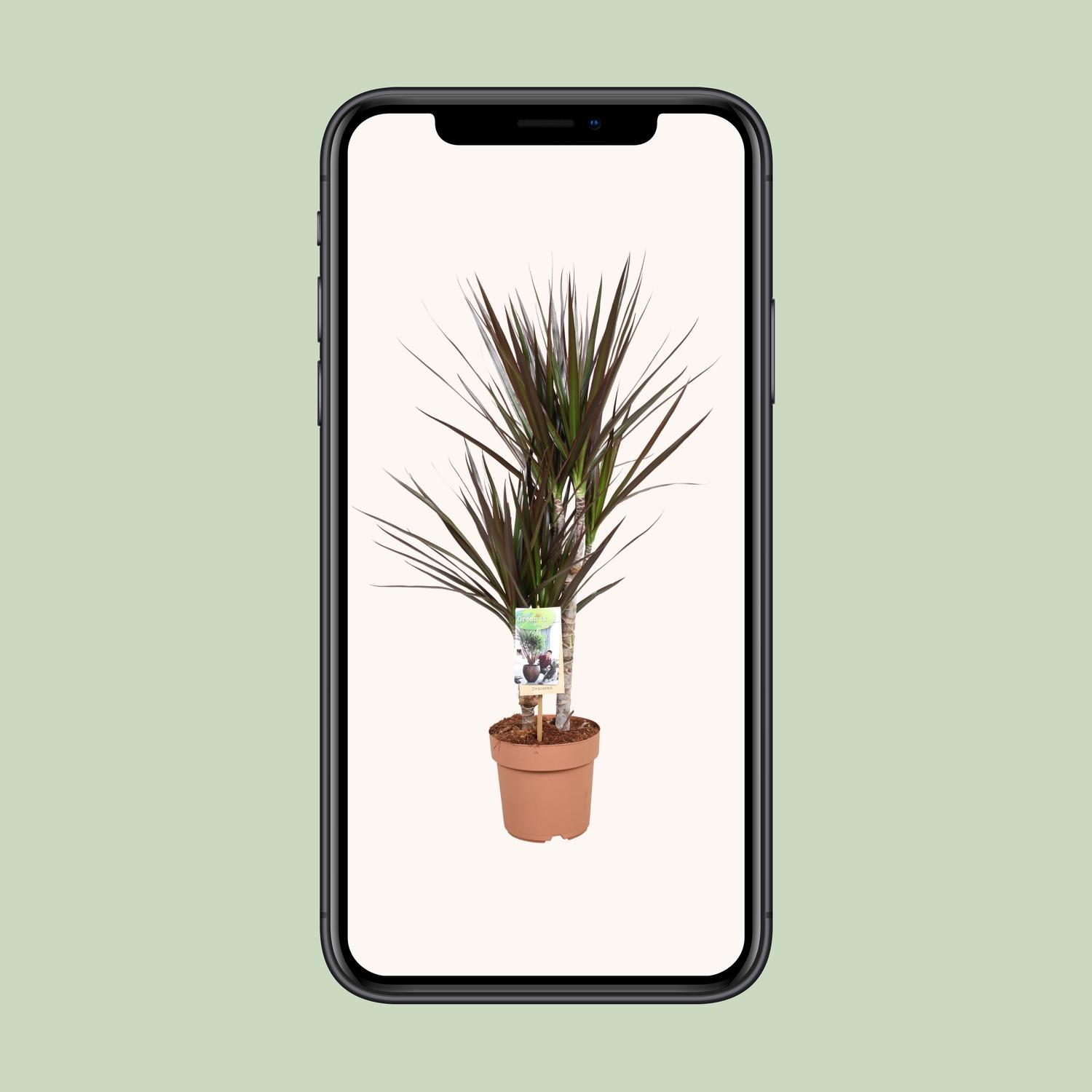 Dracaena Magenta (10766)