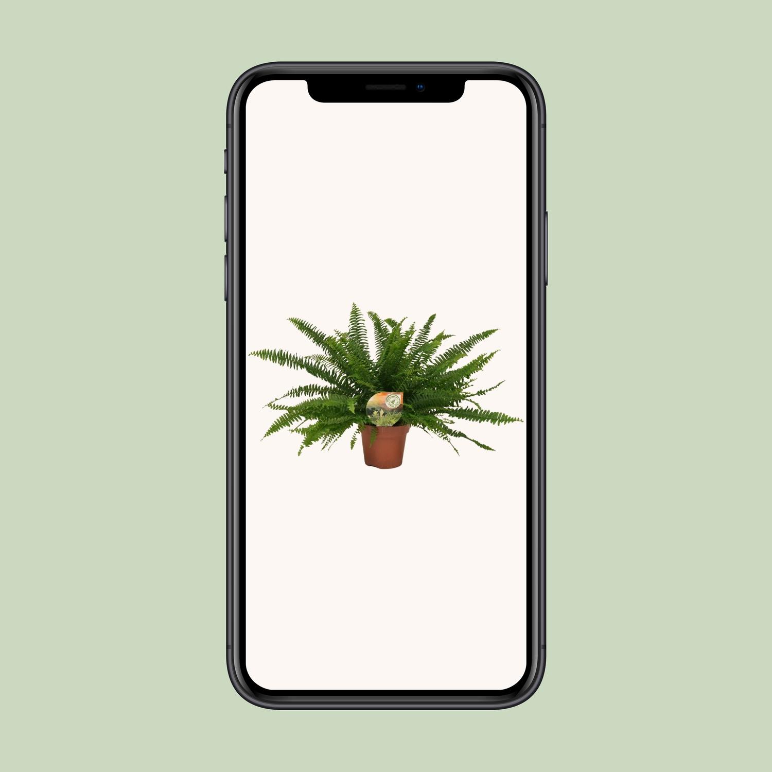 Nephrolepis Green Lady (10841)