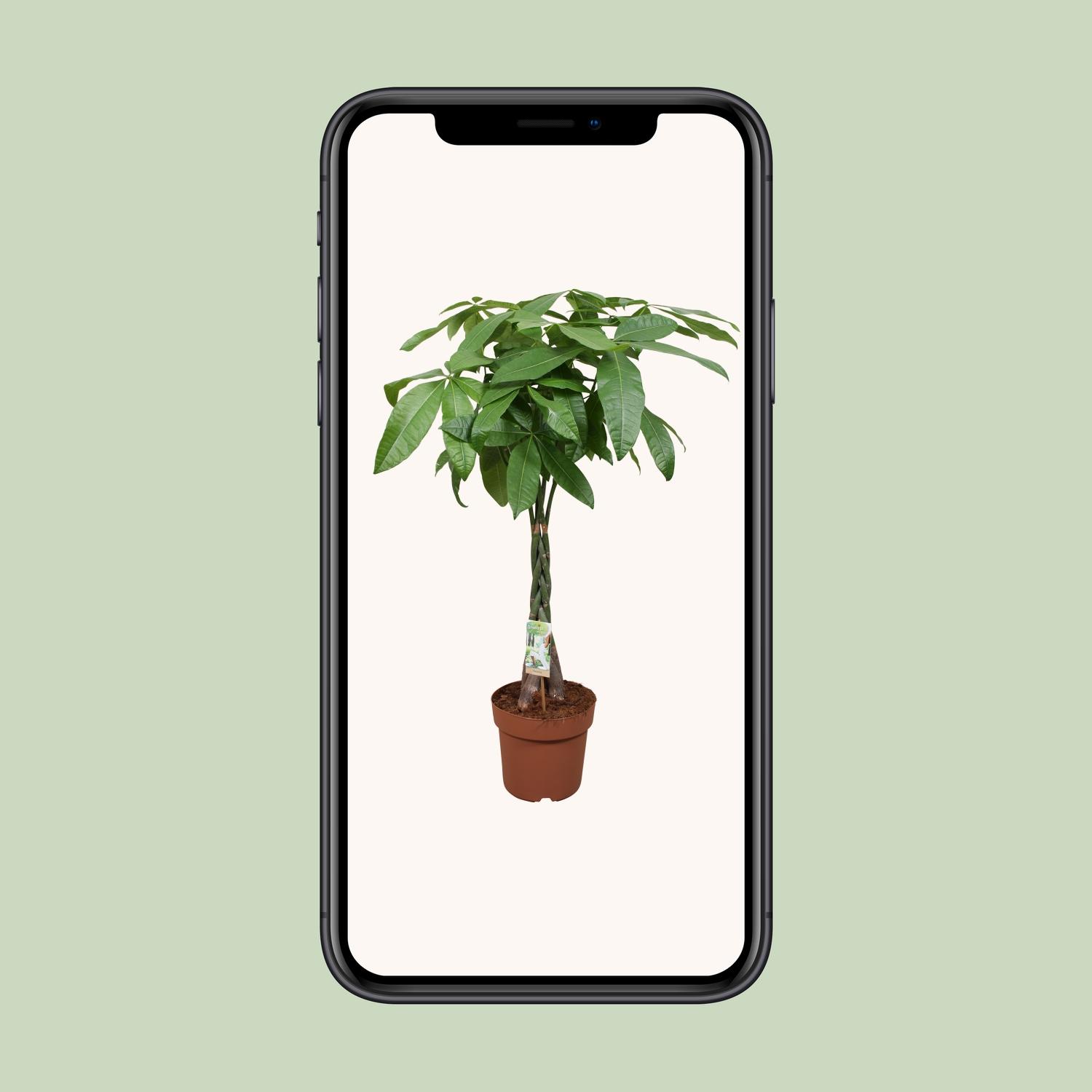 Pachira Aquatica (10807)