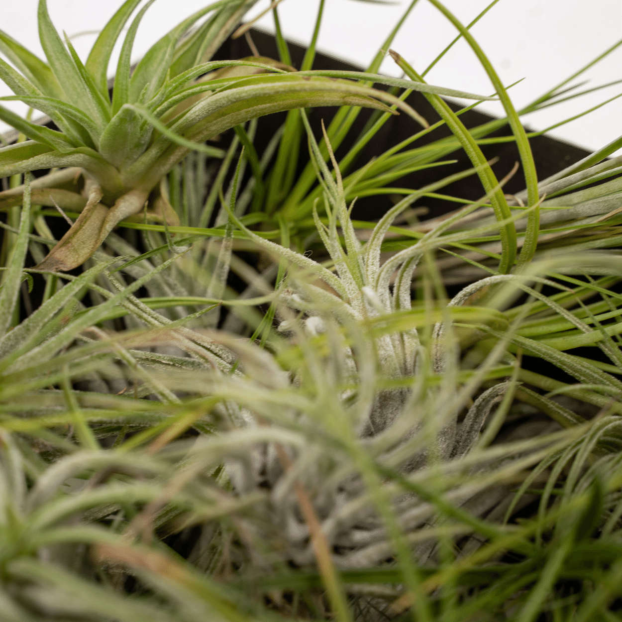 Tillandsia Air mix - 5 stuks - 6 cm - ø6 (10310)