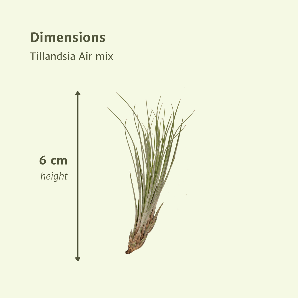 Tillandsia Air mix - 5 stuks - 6 cm - ø6 (10310)