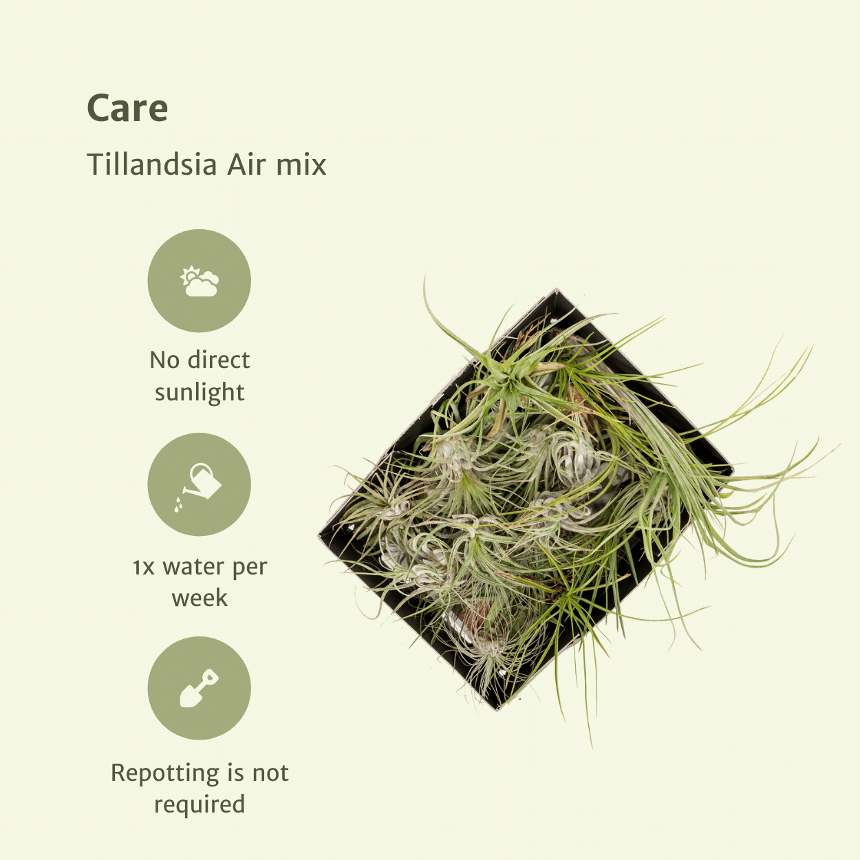 Tillandsia Air mix - 5 stuks - 6 cm - ø6 (10310)