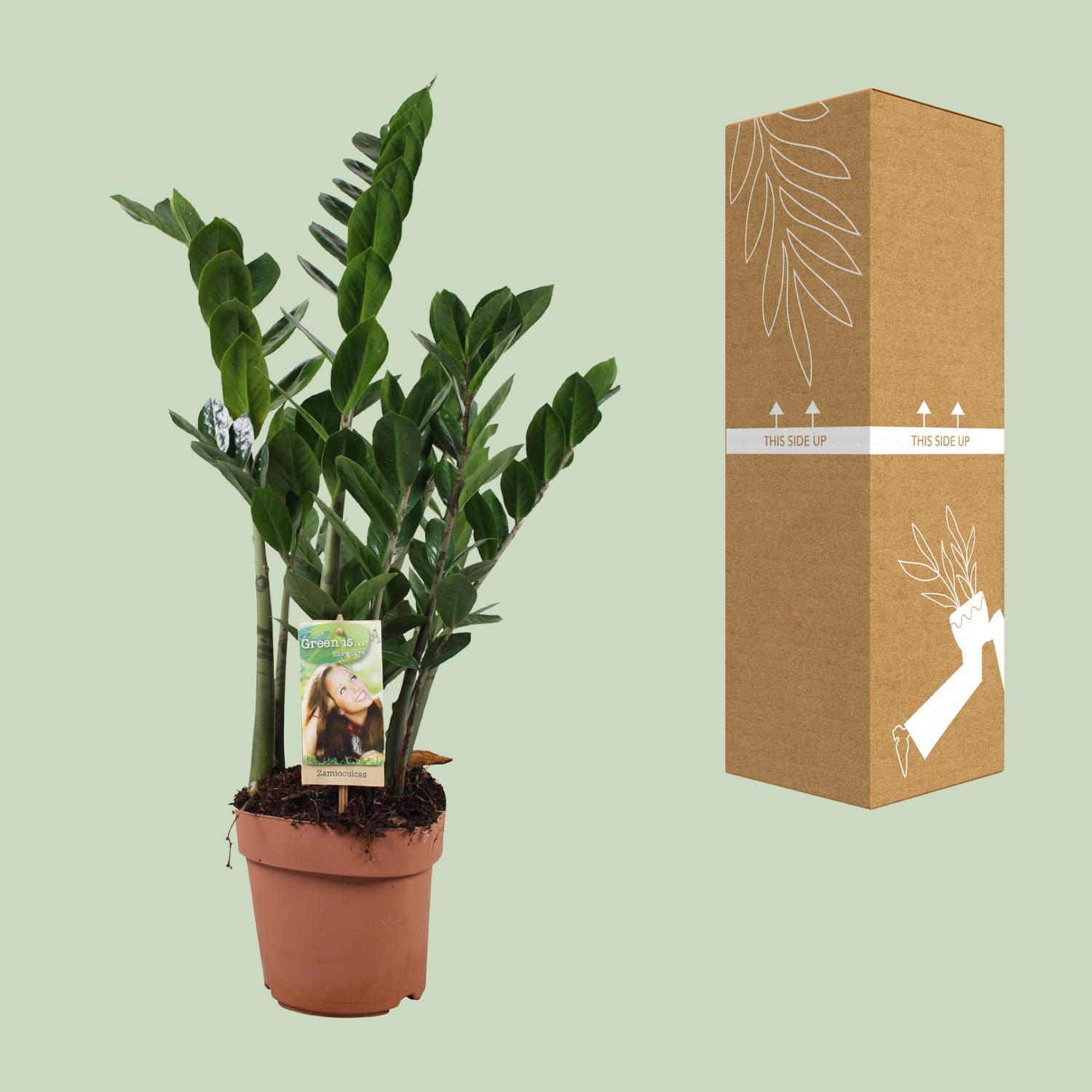 Zamioculcas Zamiifolia (10774)