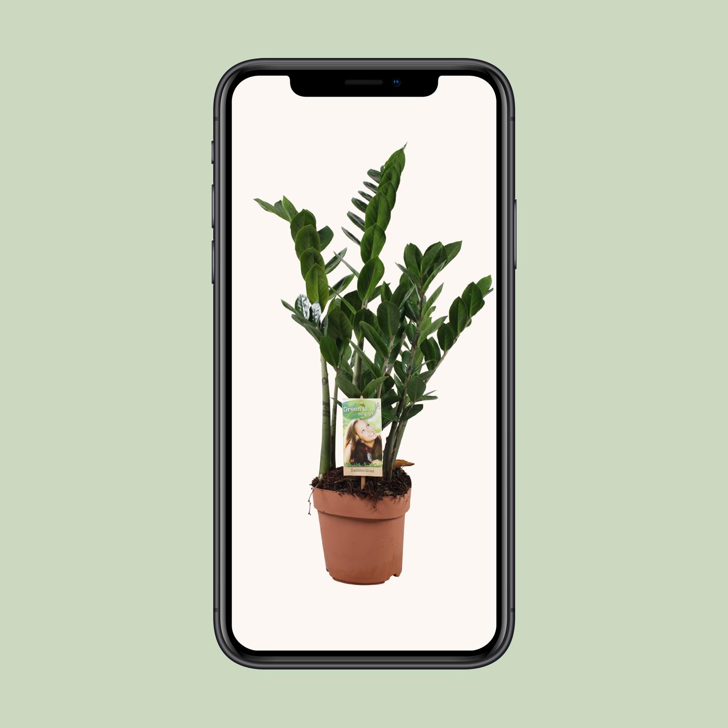 Zamioculcas Zamiifolia (10774)