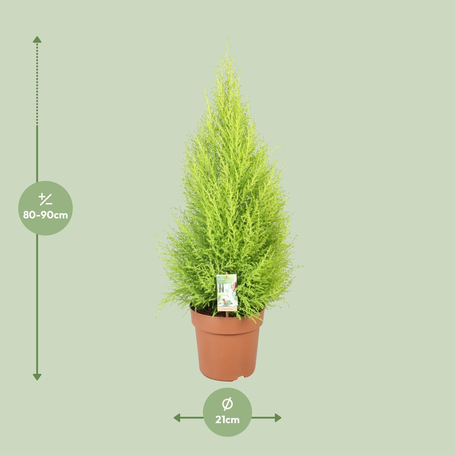 Cupressus Goldcrest Wilma (10811)