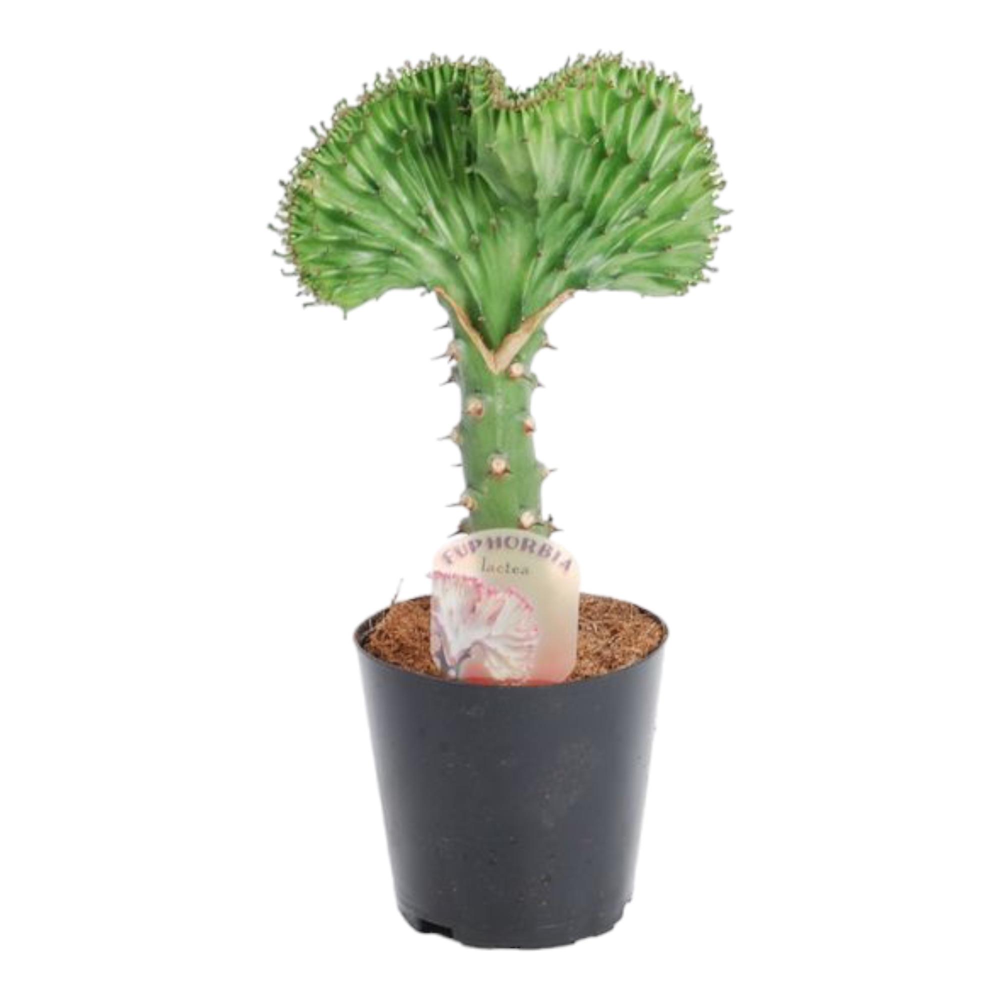Euphorbia lactea Cristata groen - 30 cm - ø10,5 (8721081685000)