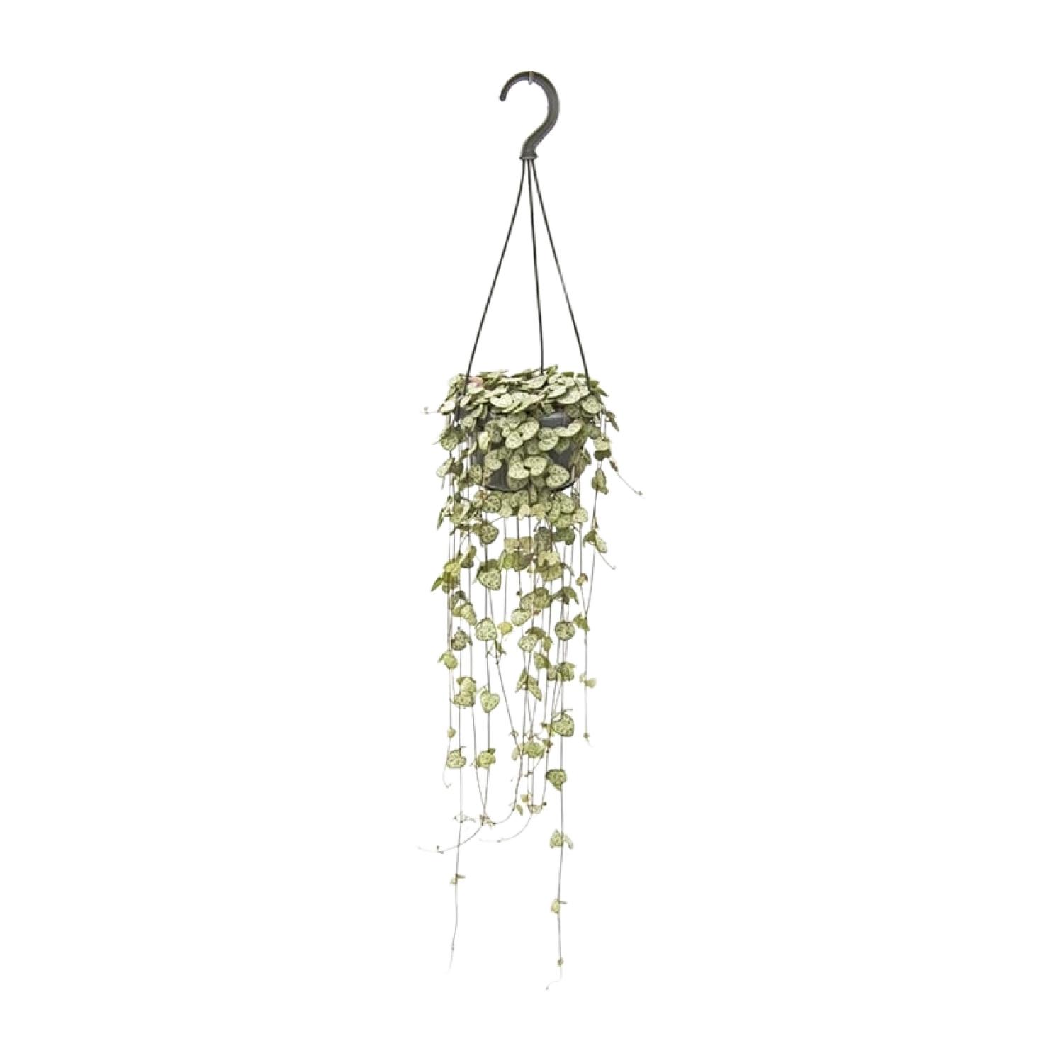 Ceropegia Woodii Hang (8720985403567)