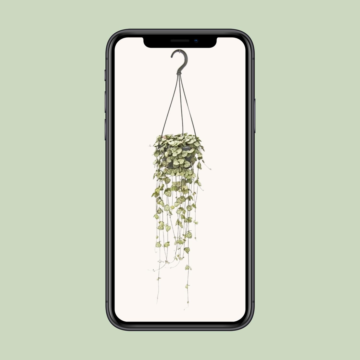 Ceropegia Woodii Hang (8720985403567)