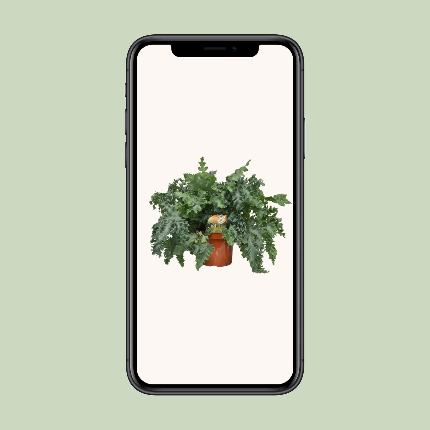 Phlebodium Davana (10873)