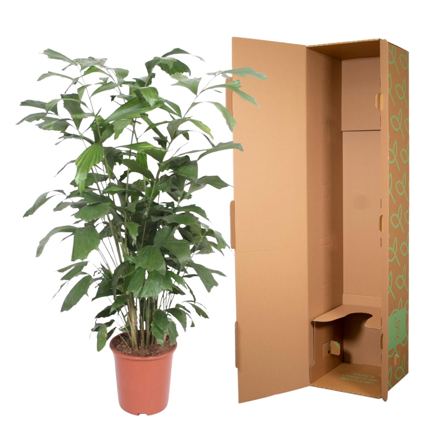 Caryota Mitis - 140 cm - ø27 (8721022569918)