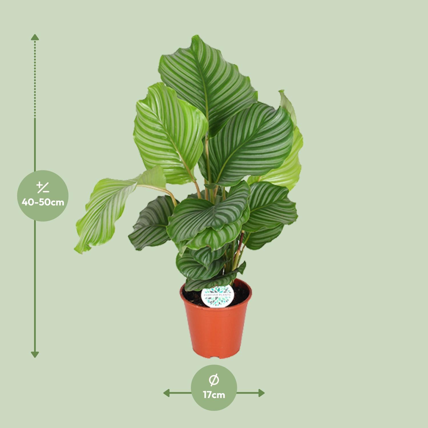 Calathea Orbifolia (8720955327367)