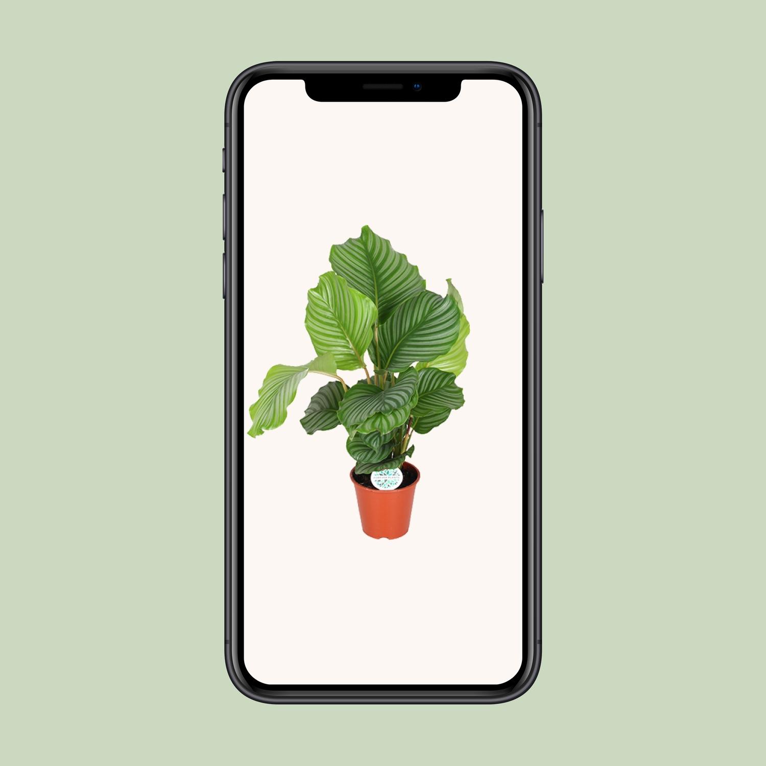 Calathea Orbifolia (8720955327367)