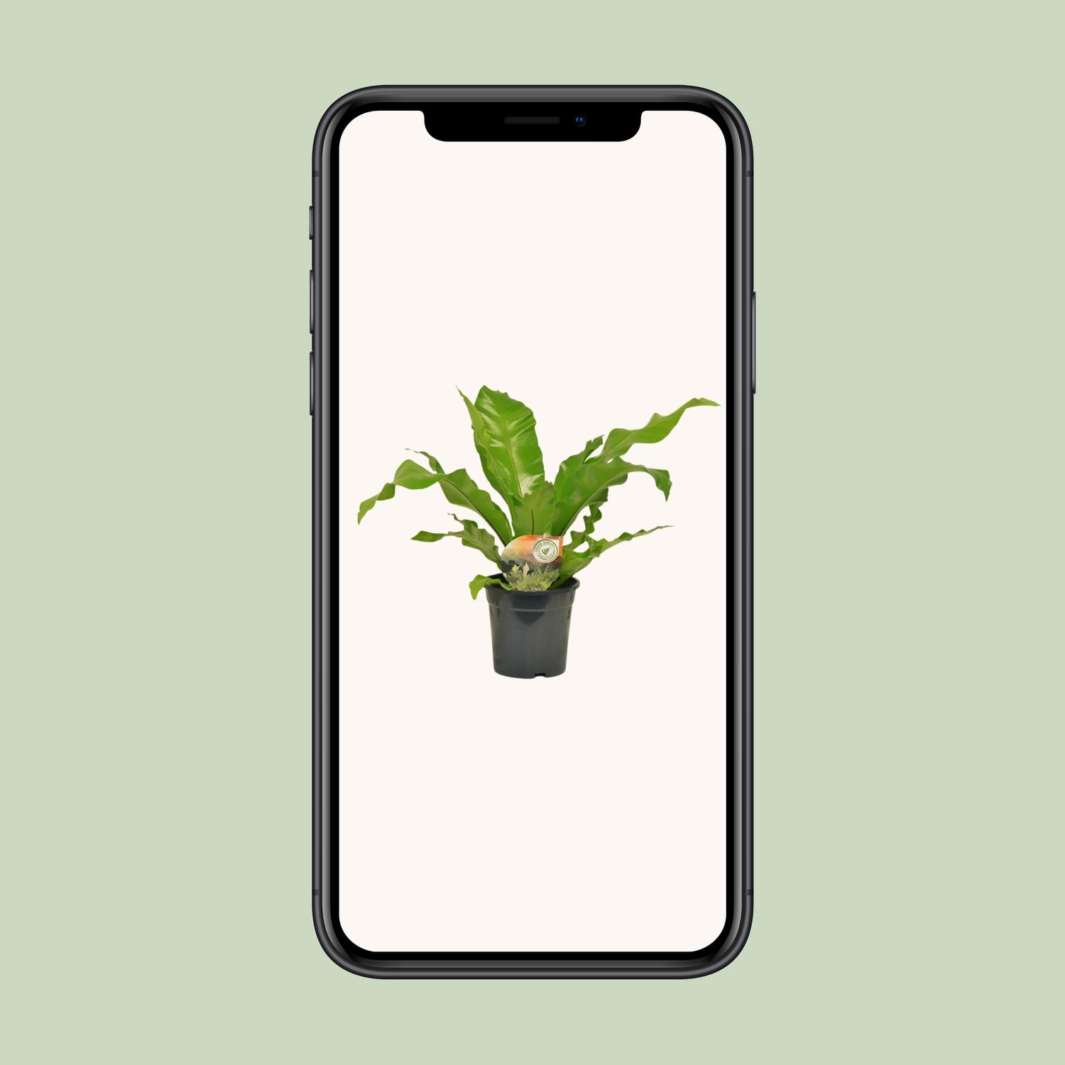 Asplenium Nidus (10829)