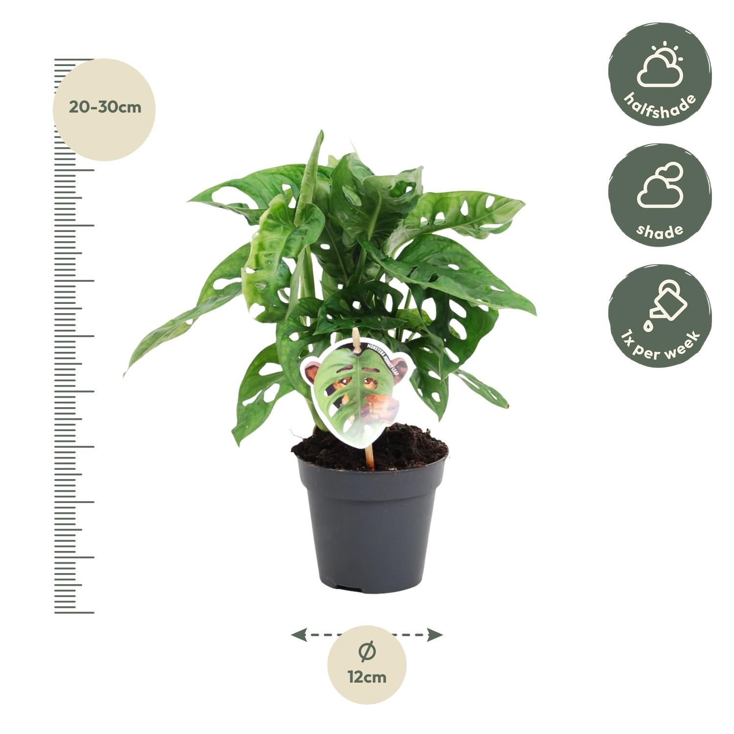 Monstera obliqua 'Monkey Leaf' - 25 cm - ø12 (8721081685116)