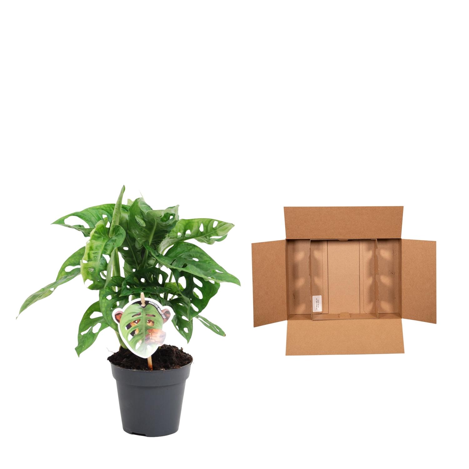 Monstera obliqua 'Monkey Leaf' - 25 cm - ø12 (8721081685116)