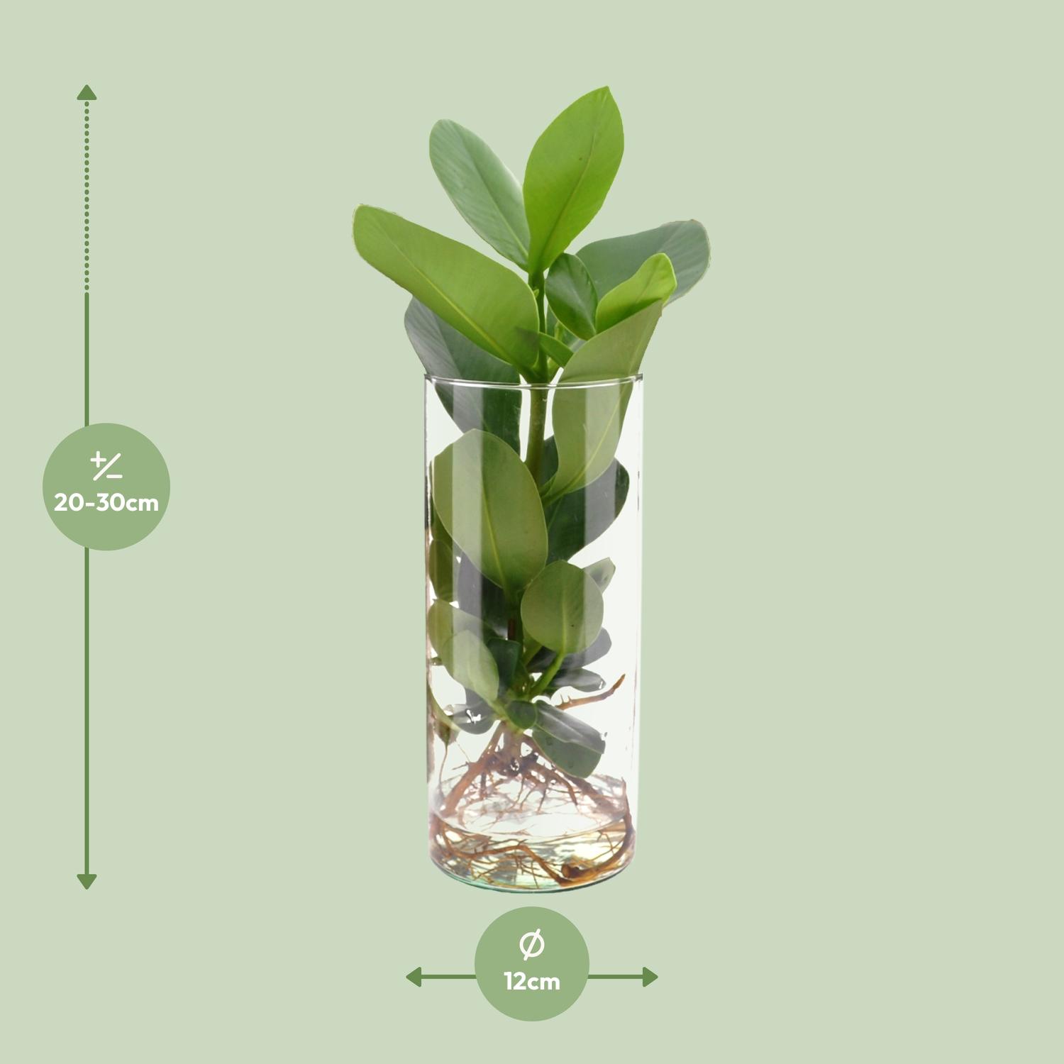 Clusia In Cylinder Glas (11131)