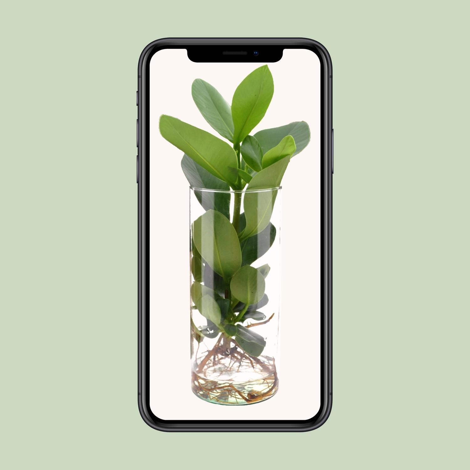 Clusia In Cylinder Glas (11131)