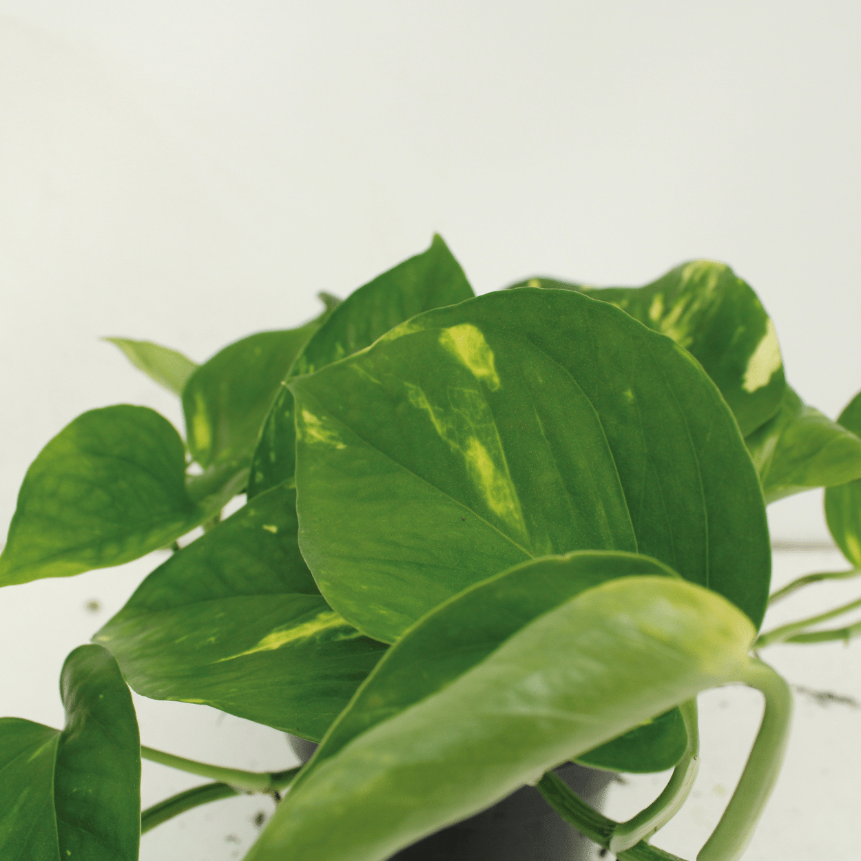 Epipremnum Aureum (Scindapsus) - 4 stuks (10285)