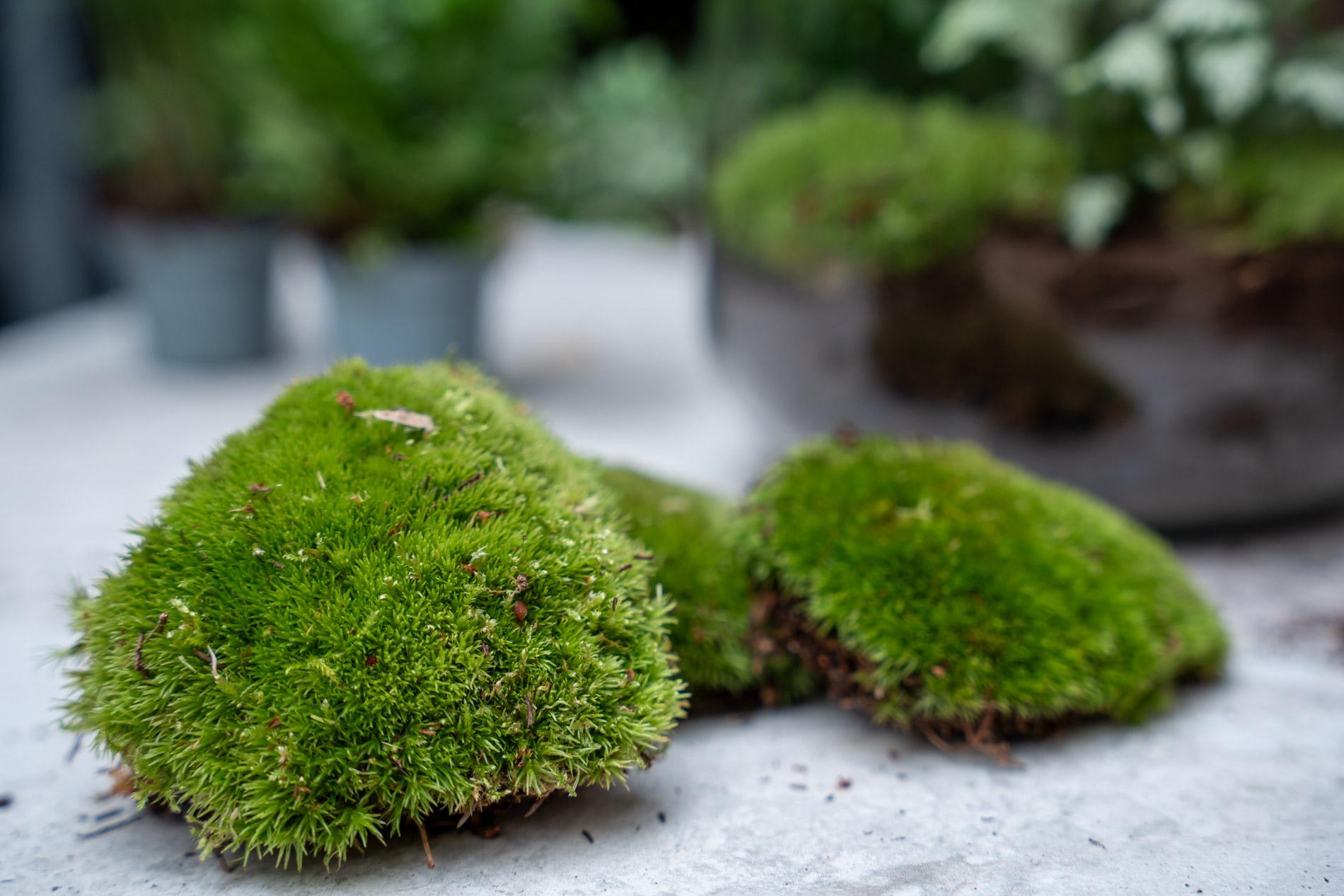 Planten terrarium pakket - Coffea Arabica - Navulling & Startpakket - DIY (8720872020563)