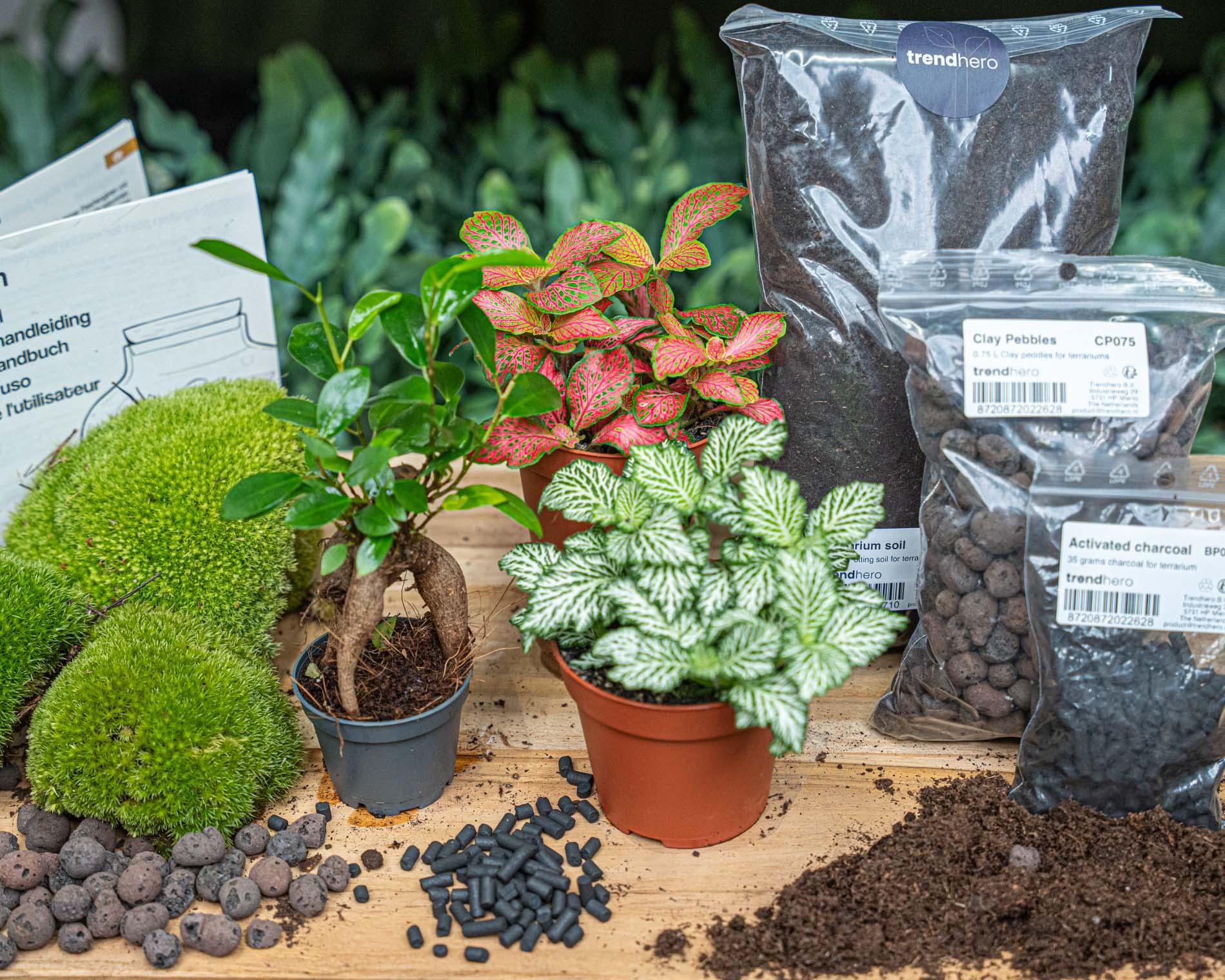 Planten terrarium pakket - Ficus Ginseng bonsai - Navulling & Startpakket - DIY (8720872021539)