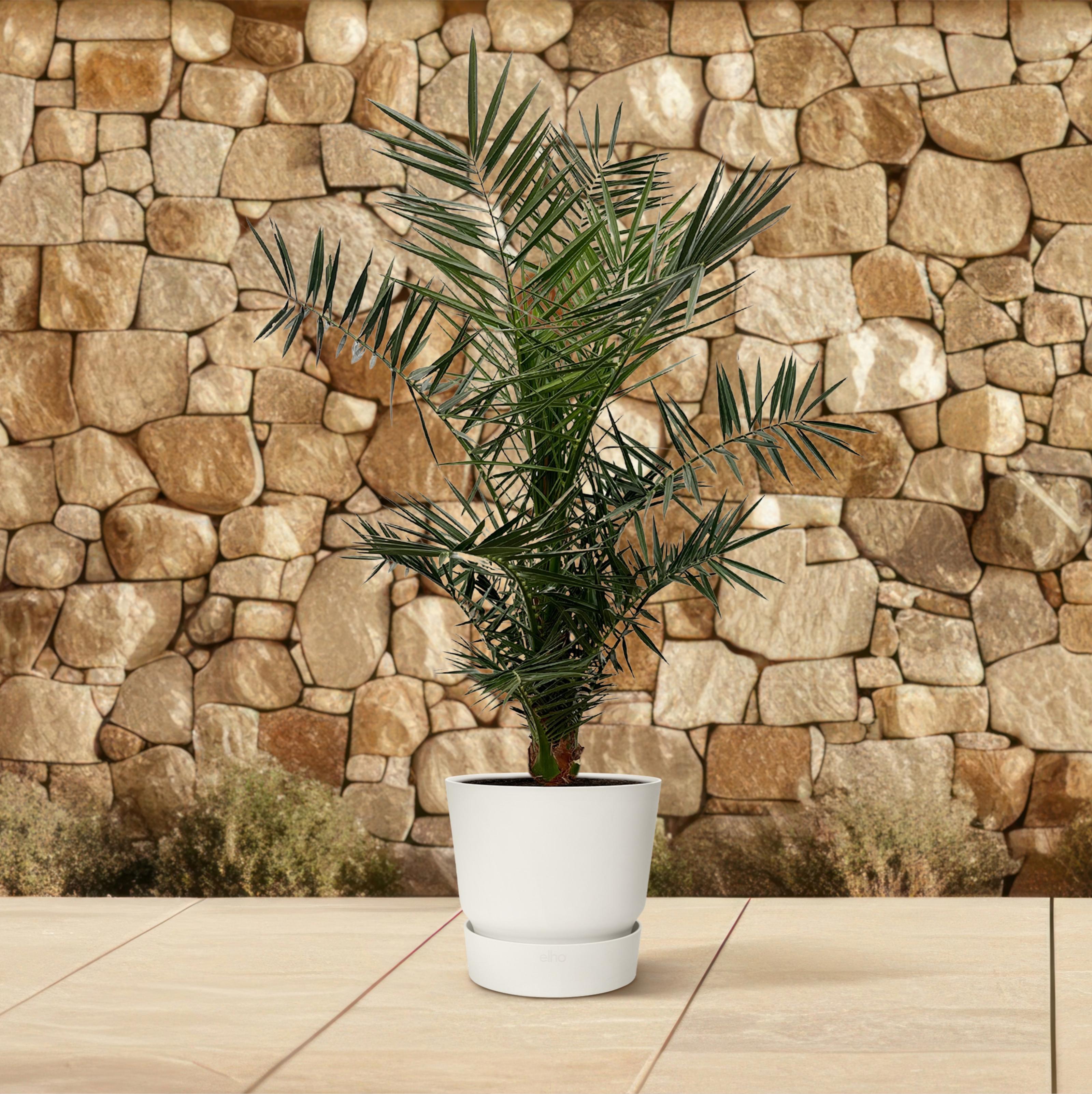 Phoenix Canariensis - 140 cm - Ø21cm (8721081686434)