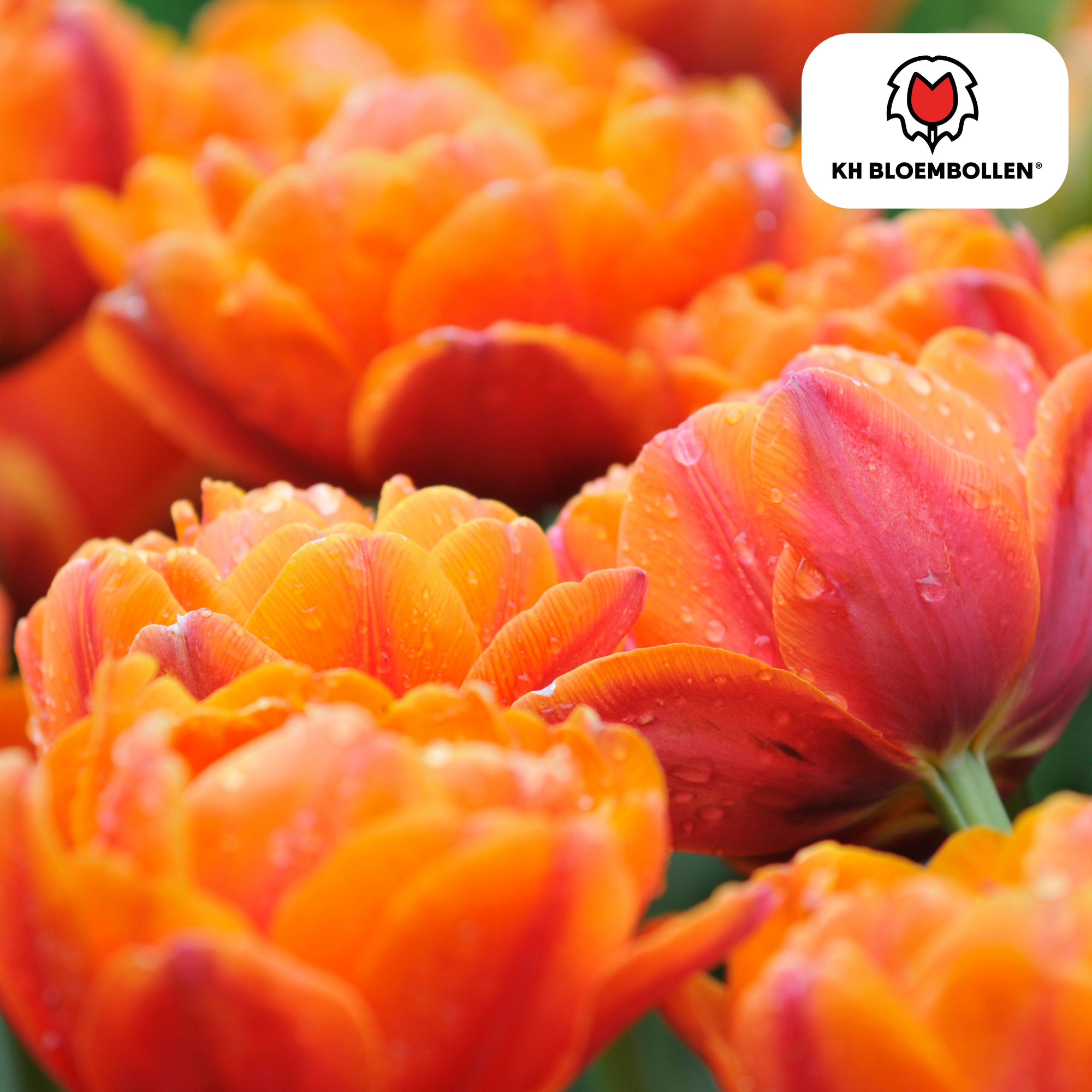 Tulpenbollen Icoon – 20 Stuks | KH Bloembollen® | Oranje Dubbelbloemige Tulp – Vol, Warm & Opvallend – Voor Tuin of Pot – Maat 11/12 – Ver (51160)