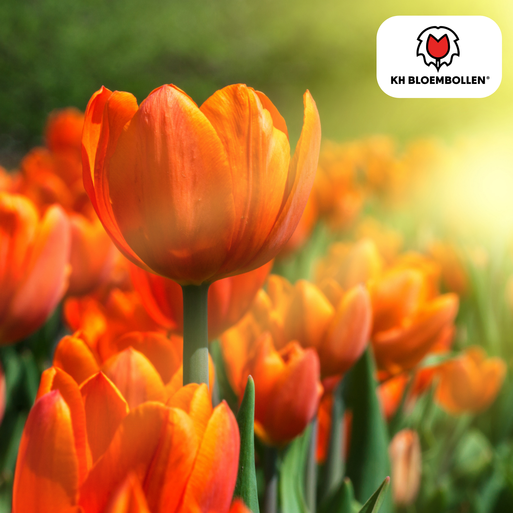 Tulpenbollen Icoon – 20 Stuks | KH Bloembollen® | Oranje Dubbelbloemige Tulp – Vol, Warm & Opvallend – Voor Tuin of Pot – Maat 11/12 – Ver (51160)
