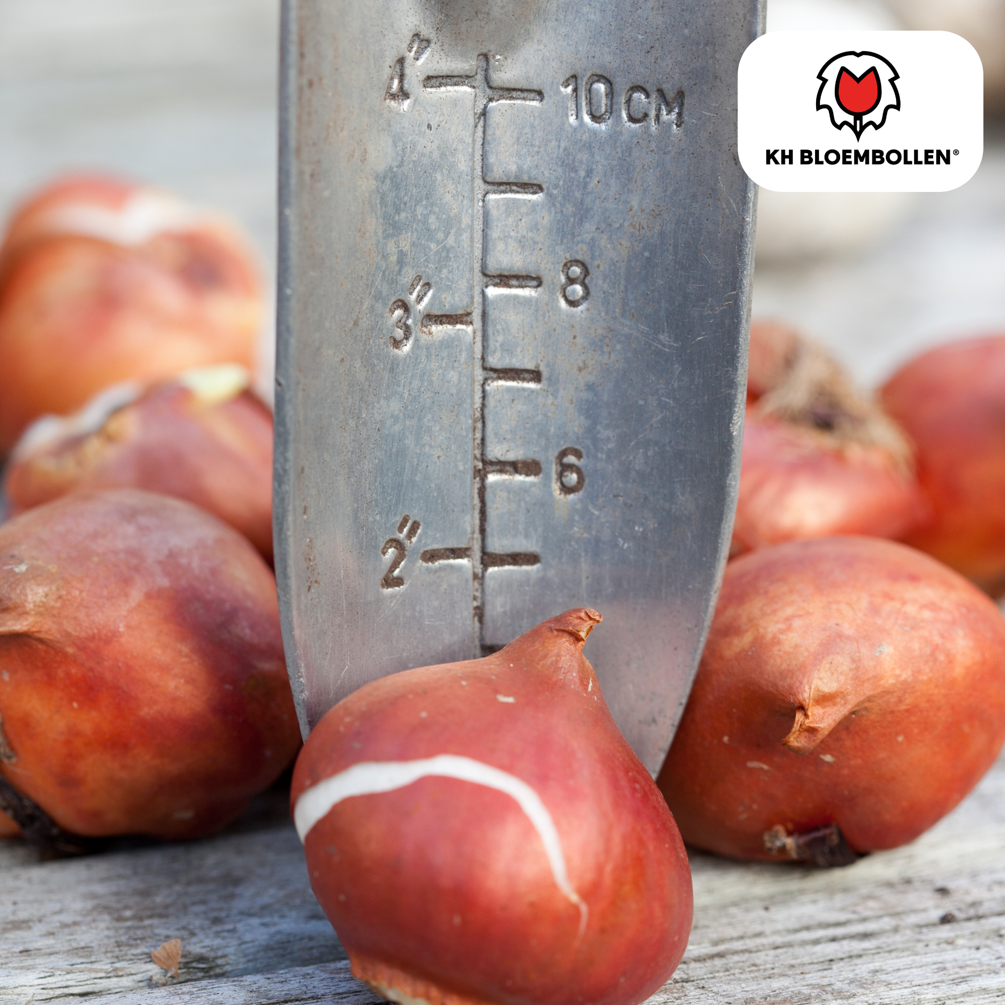 Tulpenbollen Honeymoon – 20 Stuks | KH Bloembollen® | Witte Kartelrand Tulp – Elegant & Uniek – Cadeau voor Tuin of Pot – Maat 11/12 – Ver (51140)