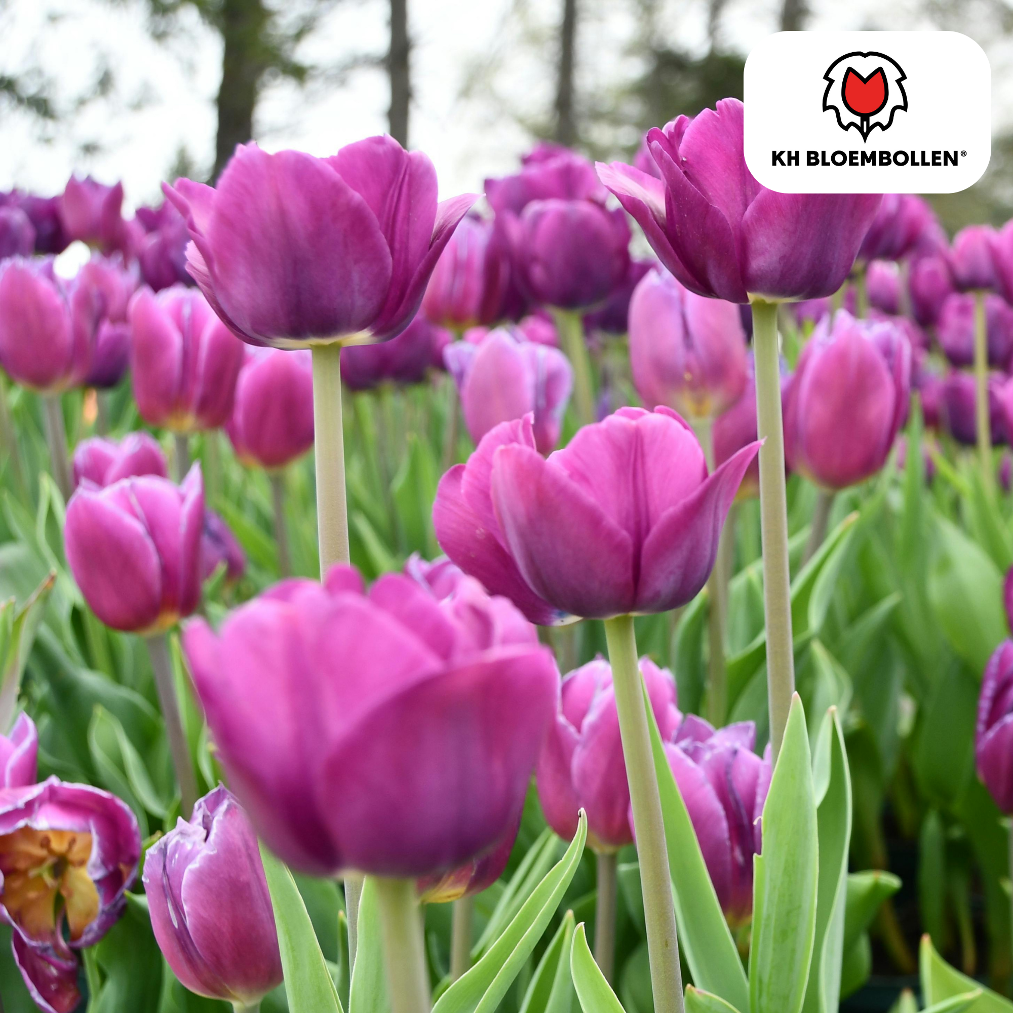 Tulpenbollen Purple Prince – 20 Stuks | KH Bloembollen® | Paars-Violet Tulp – Krachtig & Koninklijk – Voor Tuin of Pot – Maat 11/12 – Vers (51172)