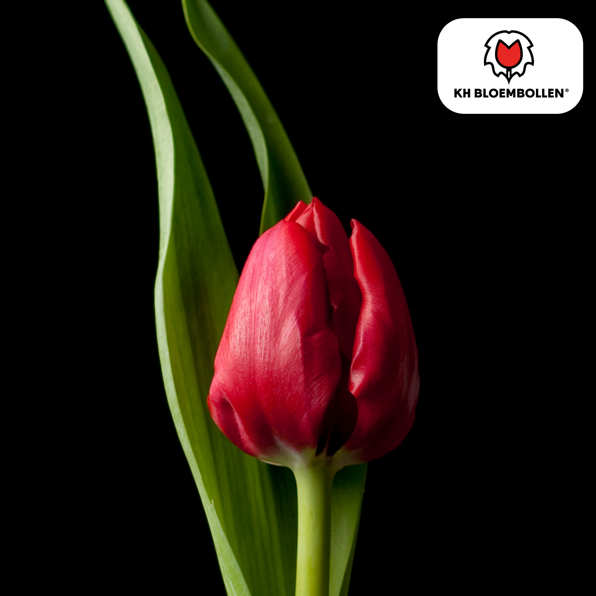 Tulpenbollen Ile de France – 20 Stuks | KH Bloembollen® | Dieprode Tulp – Klassiek, Krachtig & Elegant – Voor Tuin of Pot – Maat 11/12 – V (51162)