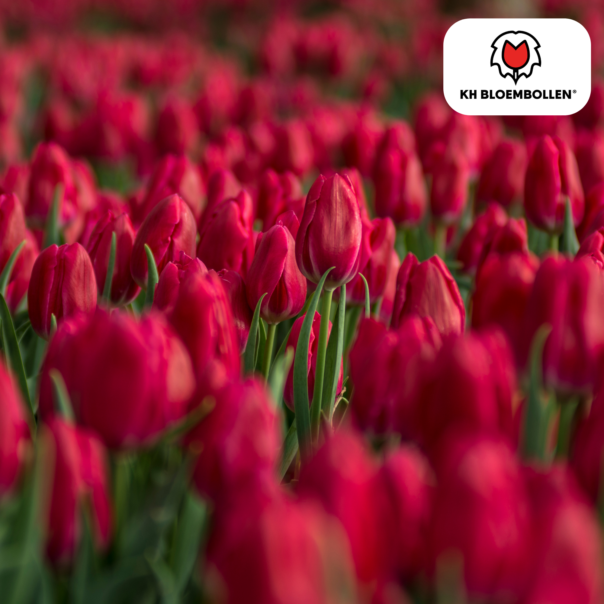 Tulpenbollen Ile de France – 20 Stuks | KH Bloembollen® | Dieprode Tulp – Klassiek, Krachtig & Elegant – Voor Tuin of Pot – Maat 11/12 – V (51162)