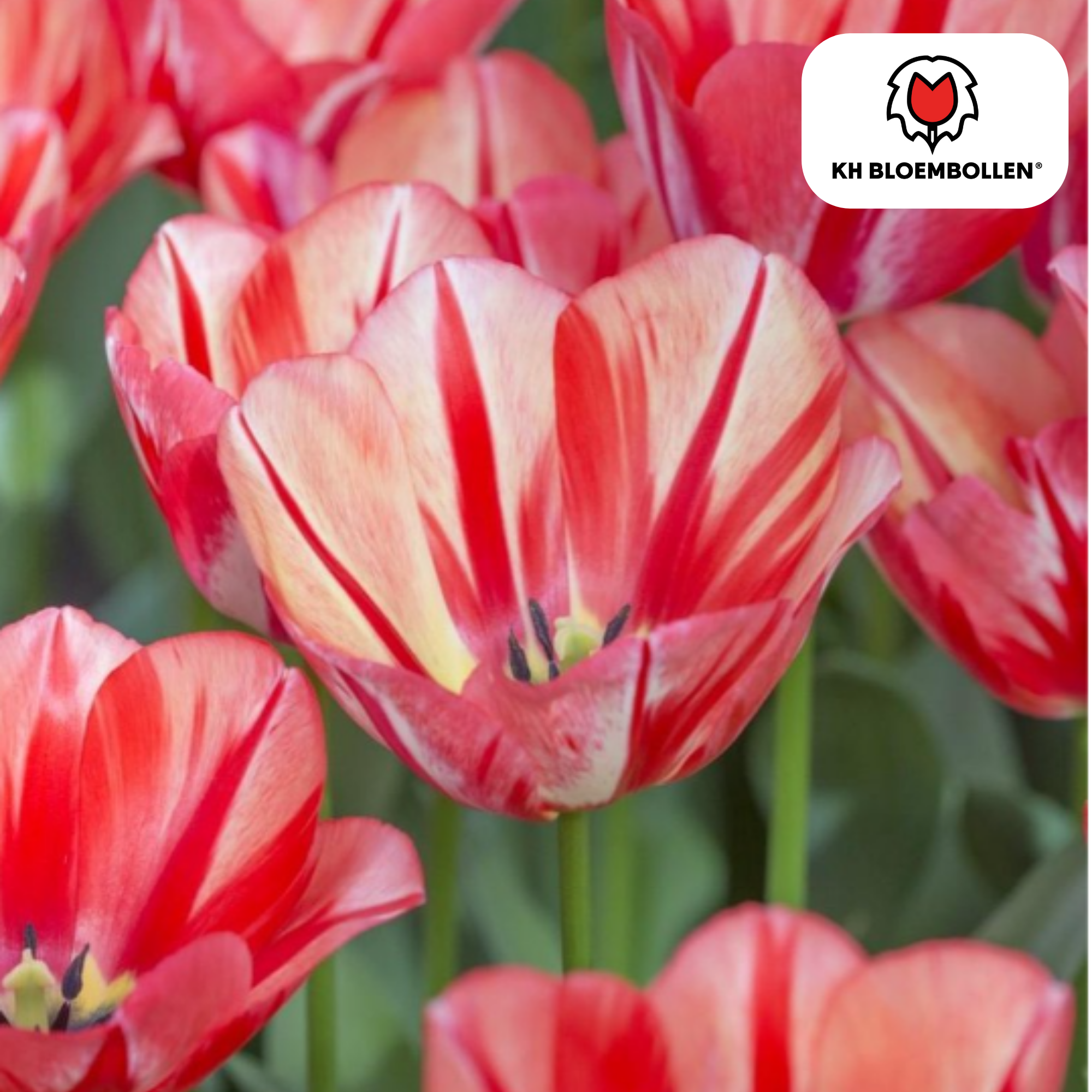 Tulpenbollen Spring Break – 20 Stuks | KH Bloembollen® | Rood-Oranje Tulp – Vurig, Energiek & Opvallend – Voor Tuin of Pot – Maat 11/12 –  (51176)