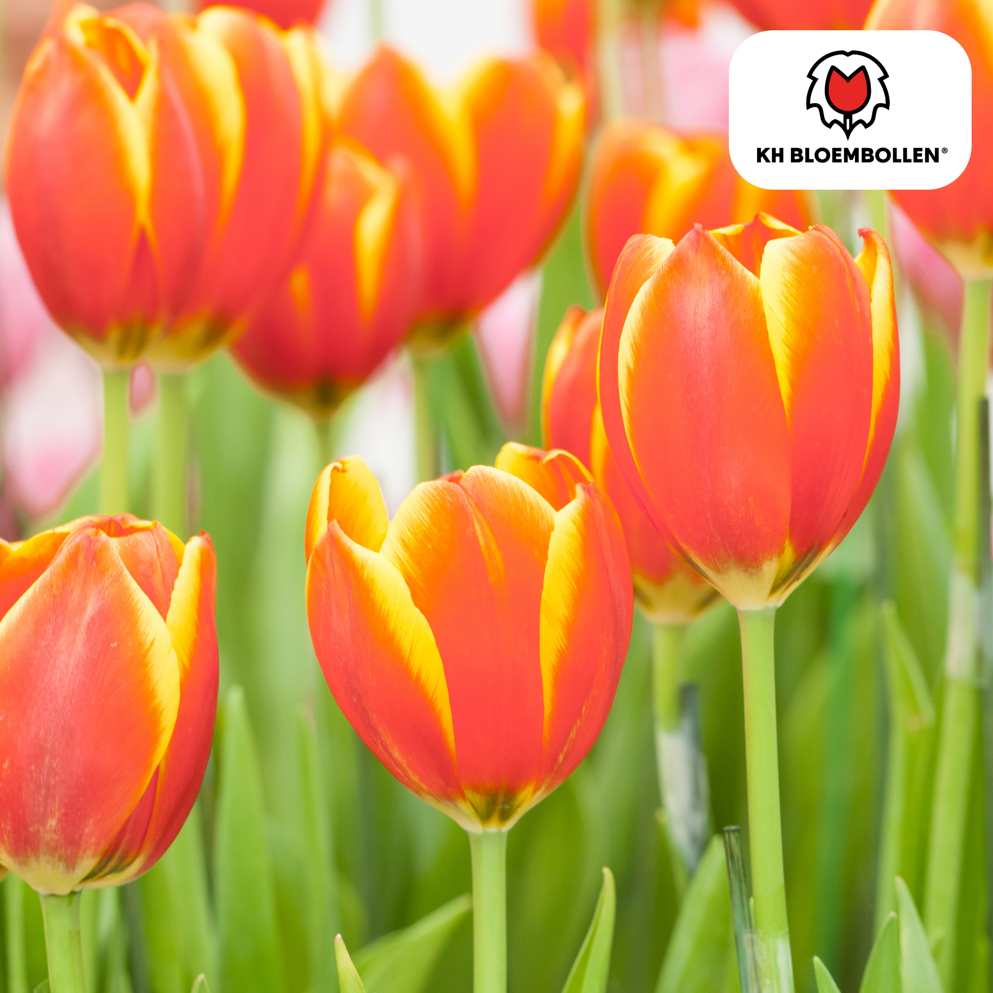Tulpenbollen Dow Jones – 20 Stuks | KH Bloembollen® | Rood-Geel Gestreepte Tulp – Opvallend & Kleurrijk – Cadeau voor Tuin of Pot – Maat 11/ (51144)